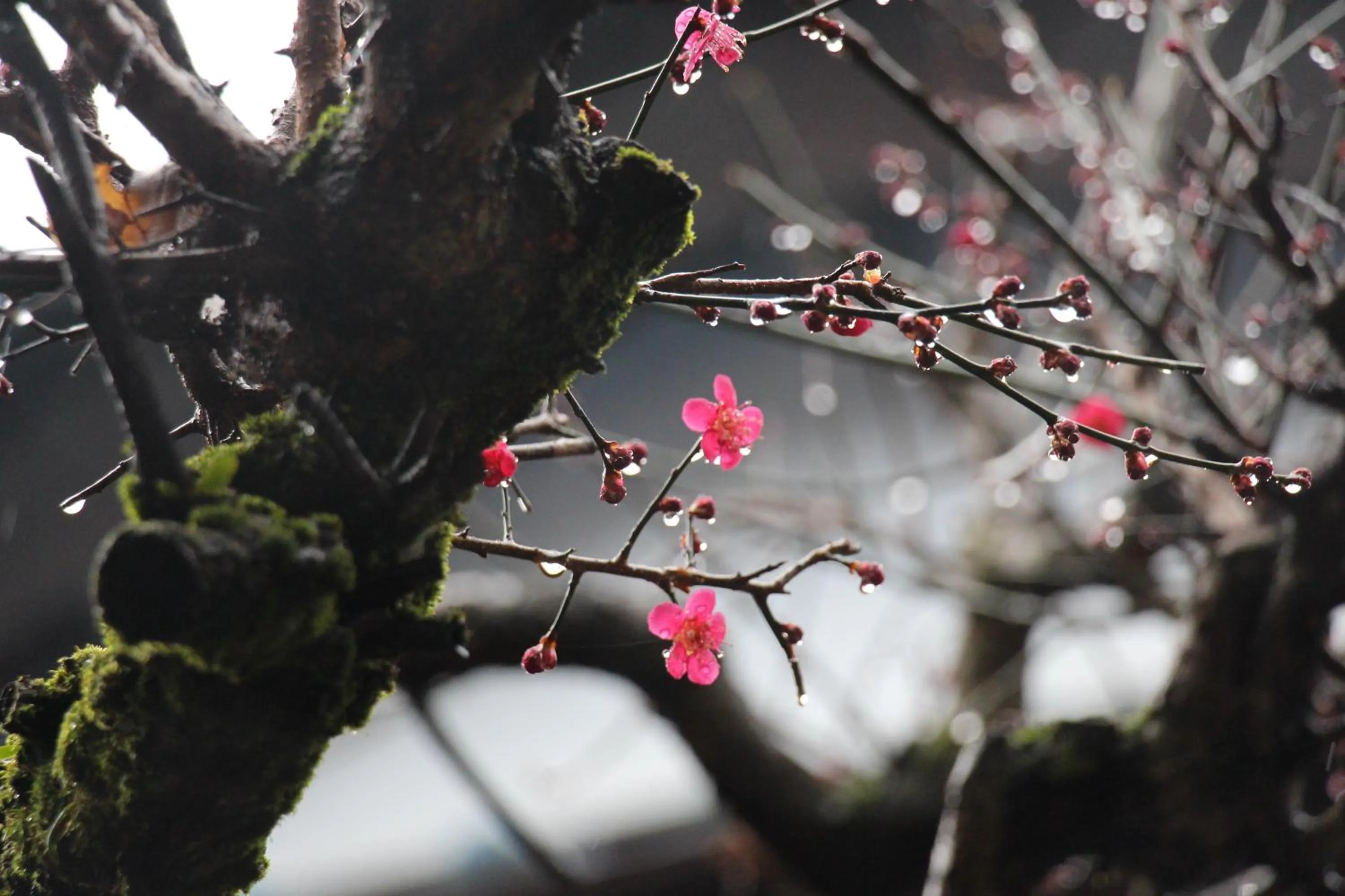 Spring in Kougetsu Sanso -- Moon Villa in Tokyo