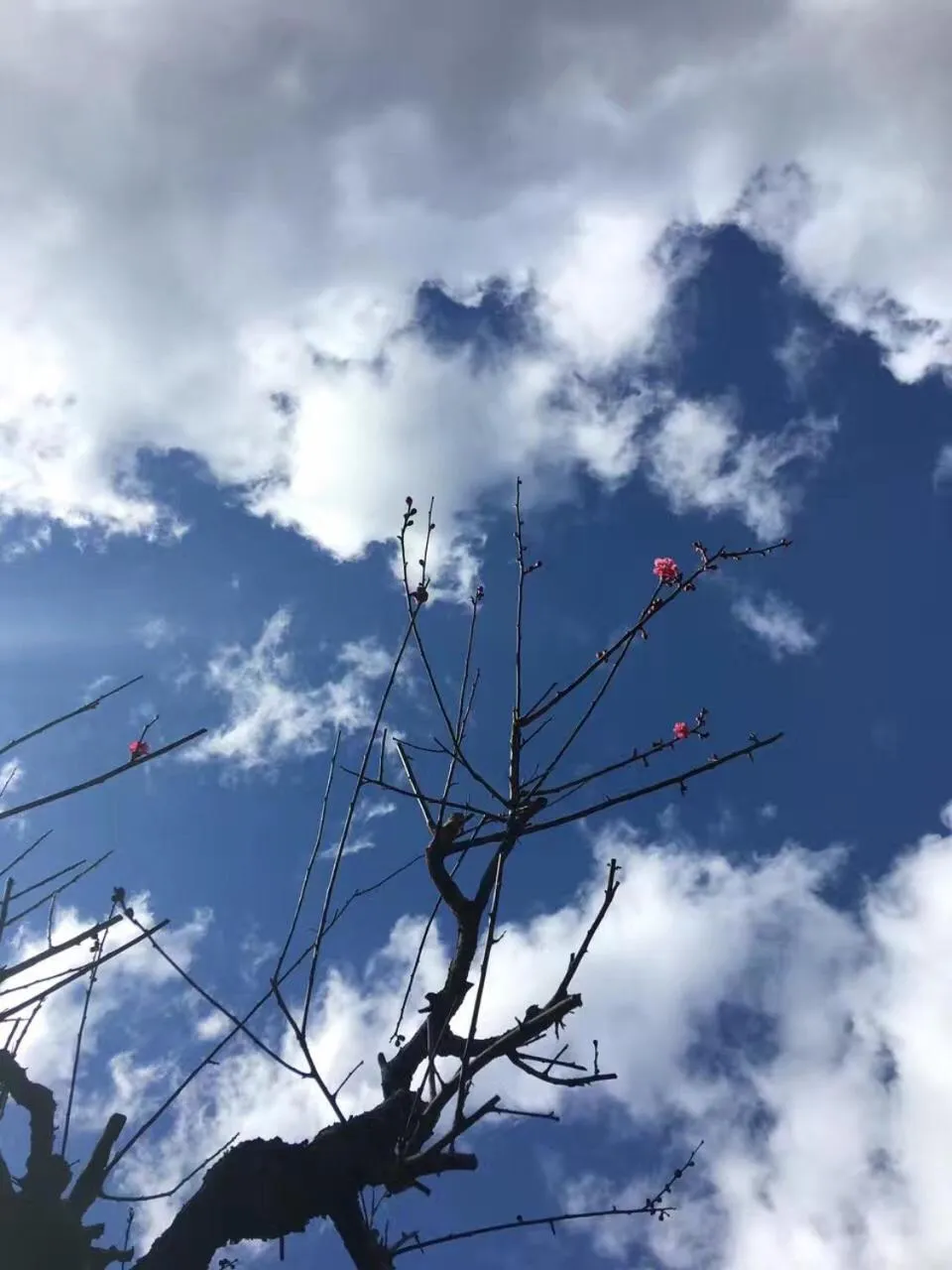 Kougetsu Sanso -- Moon Villa in Tokyo