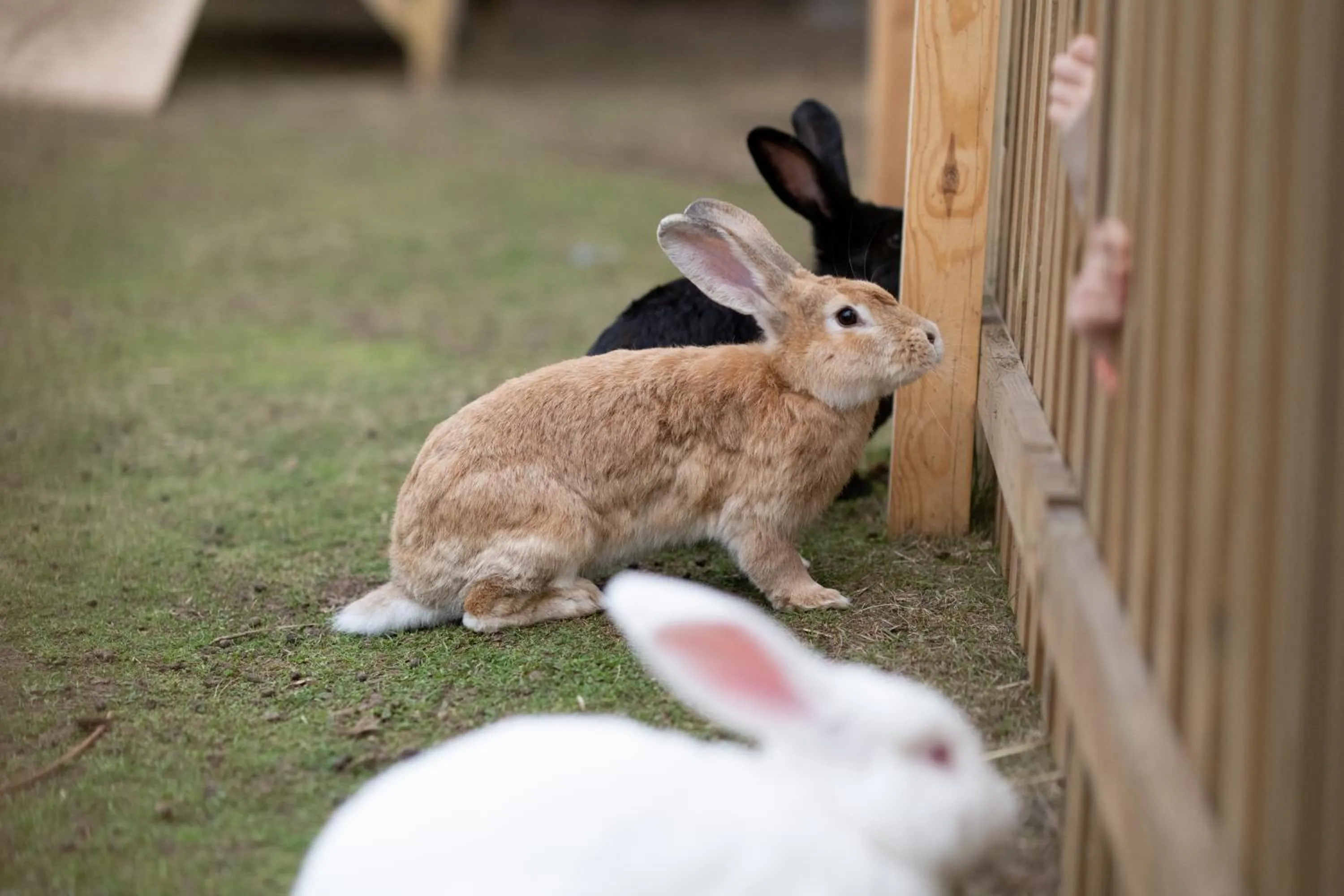 Animals in Sielanka Nad Pilicą