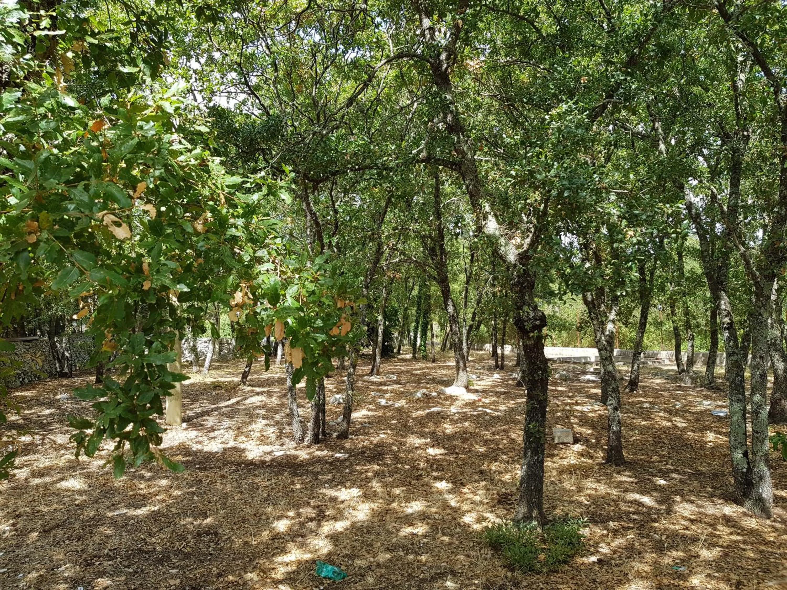 Bird's eye view in Villa Venus Woods