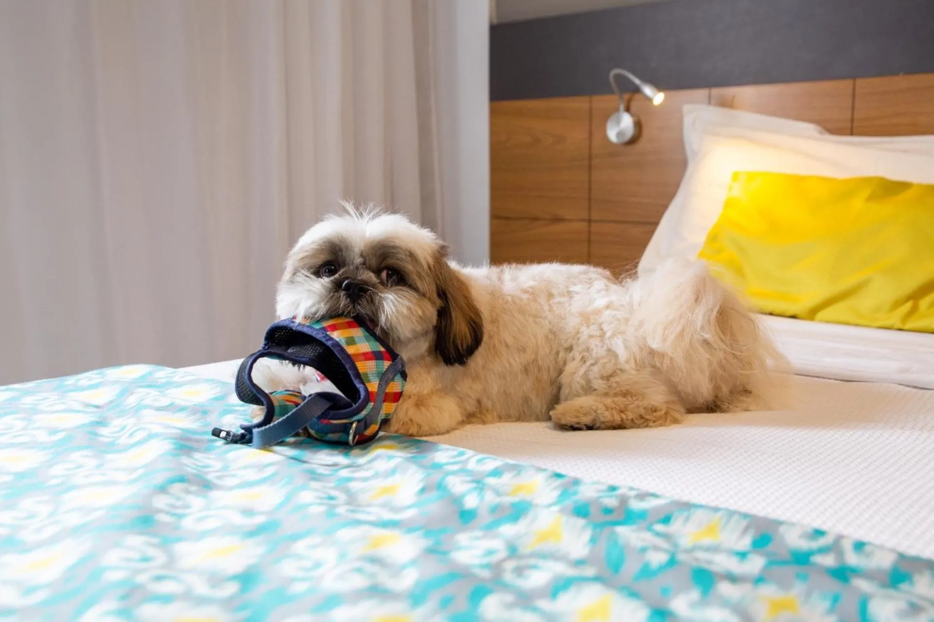 Pets, Bed in Quality Hotel Jundiaí