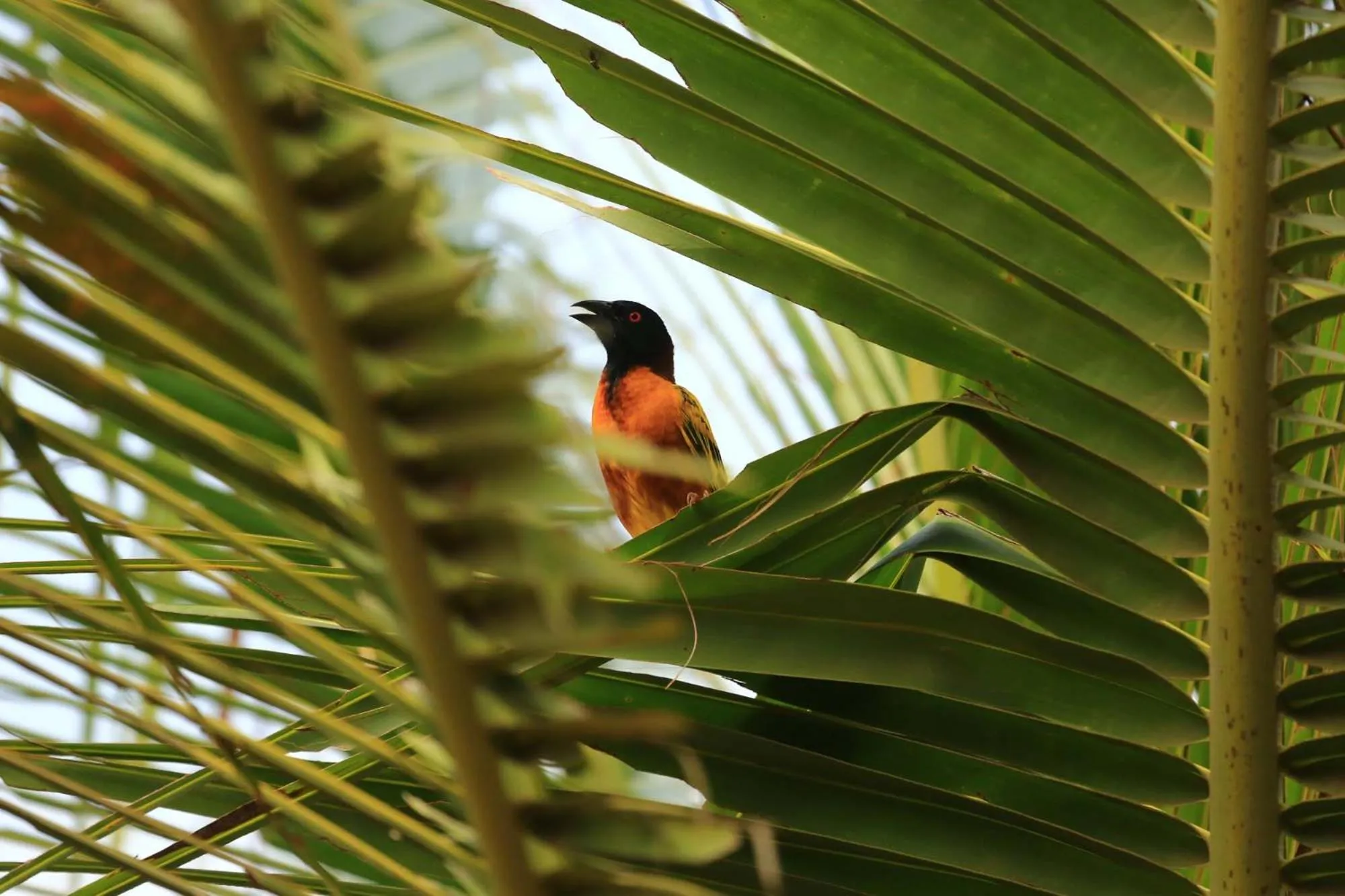 Natural landscape in Les Manguiers de Guereo
