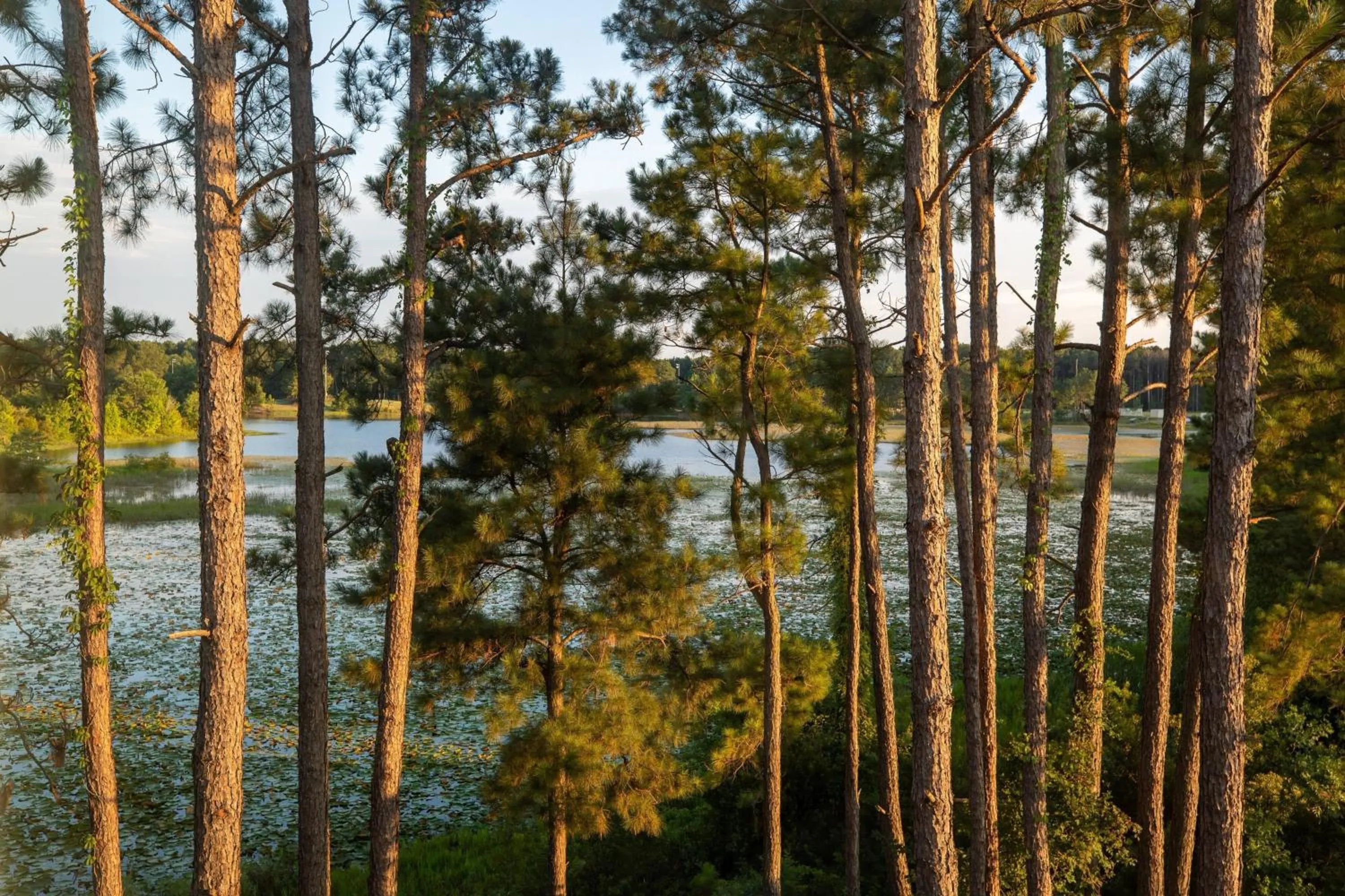 View (from property/room) in Fairfield Inn & Suites Savannah Airport