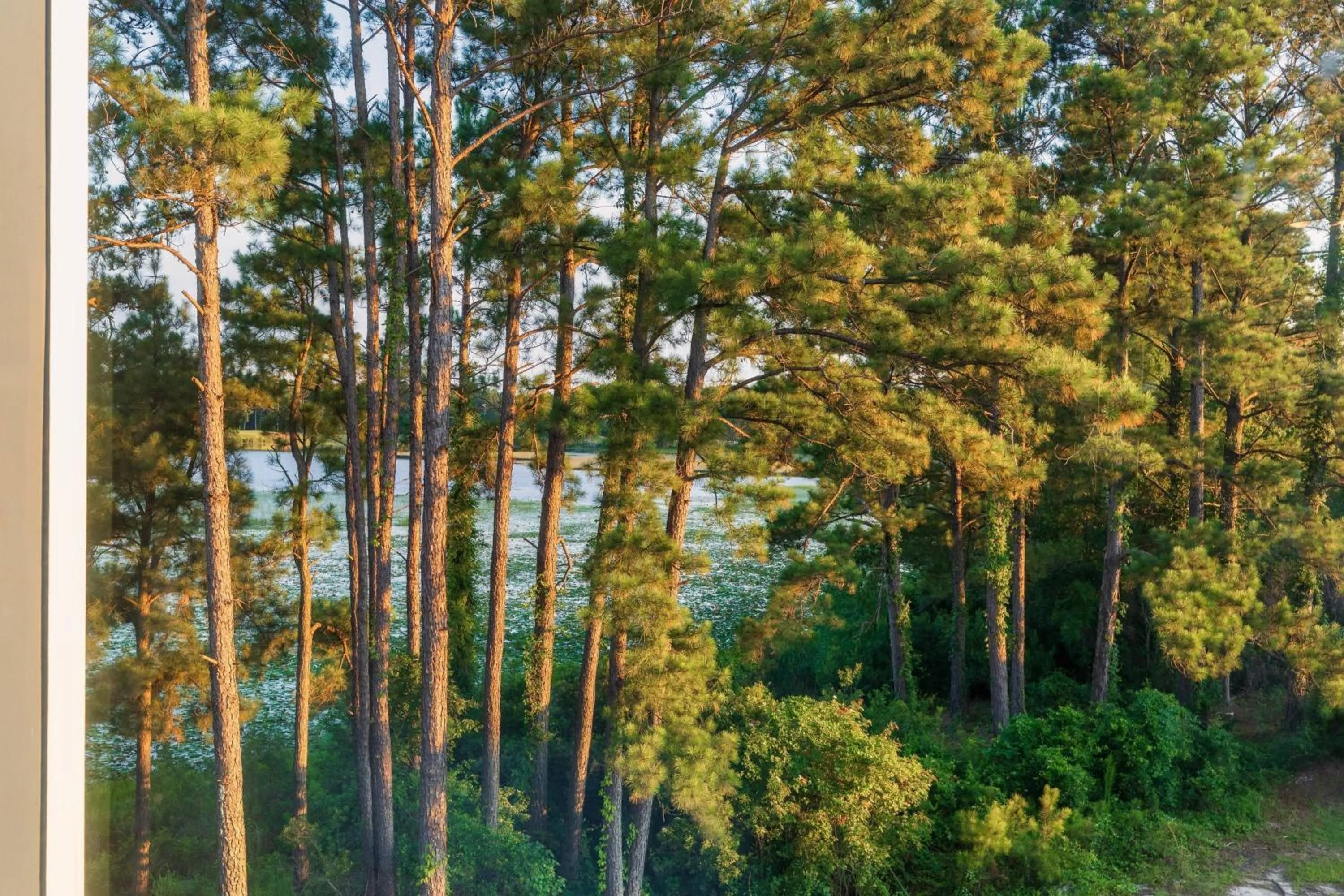 View (from property/room) in Fairfield Inn & Suites Savannah Airport