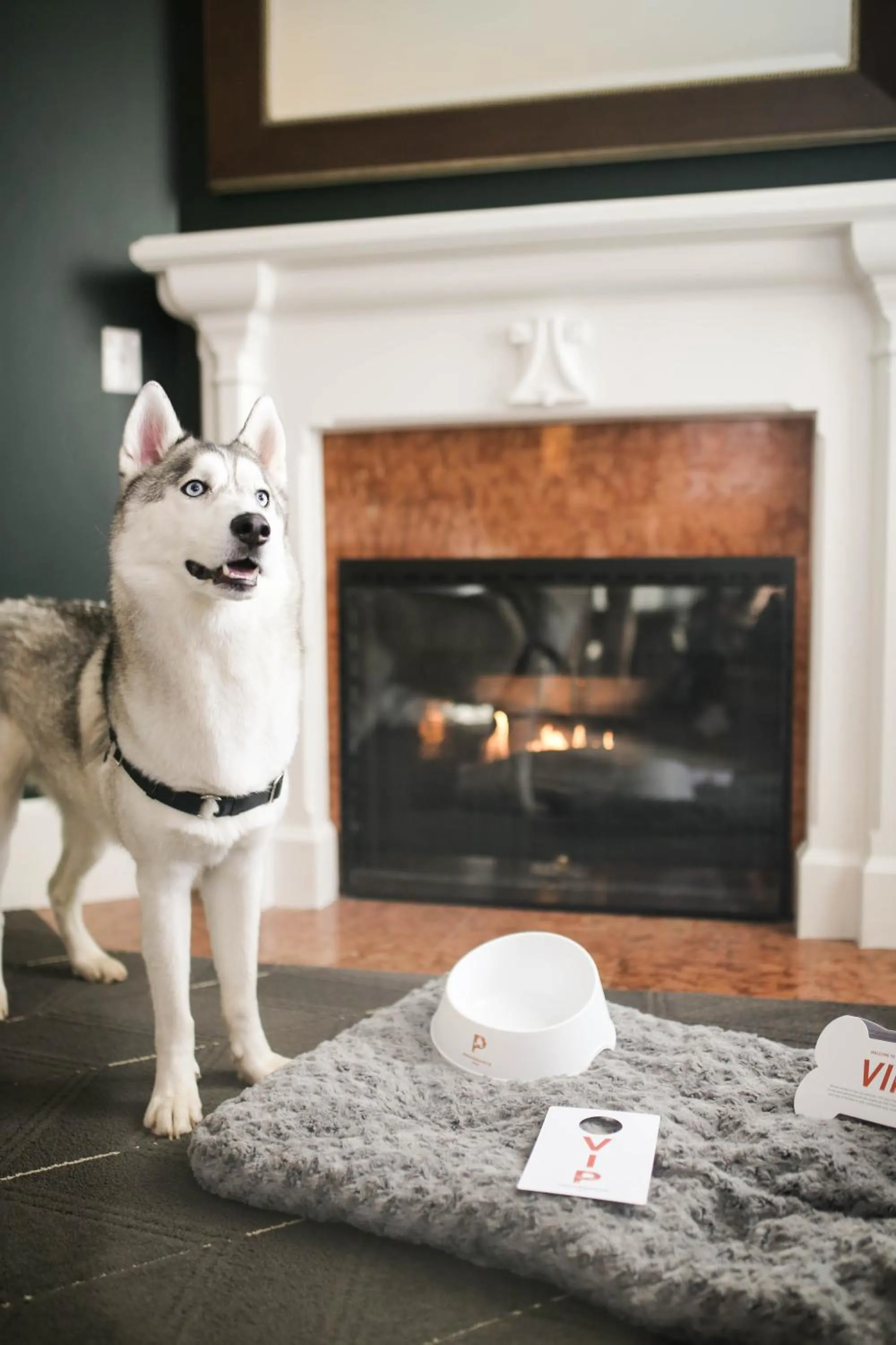 Pets in Sentinel Hotel