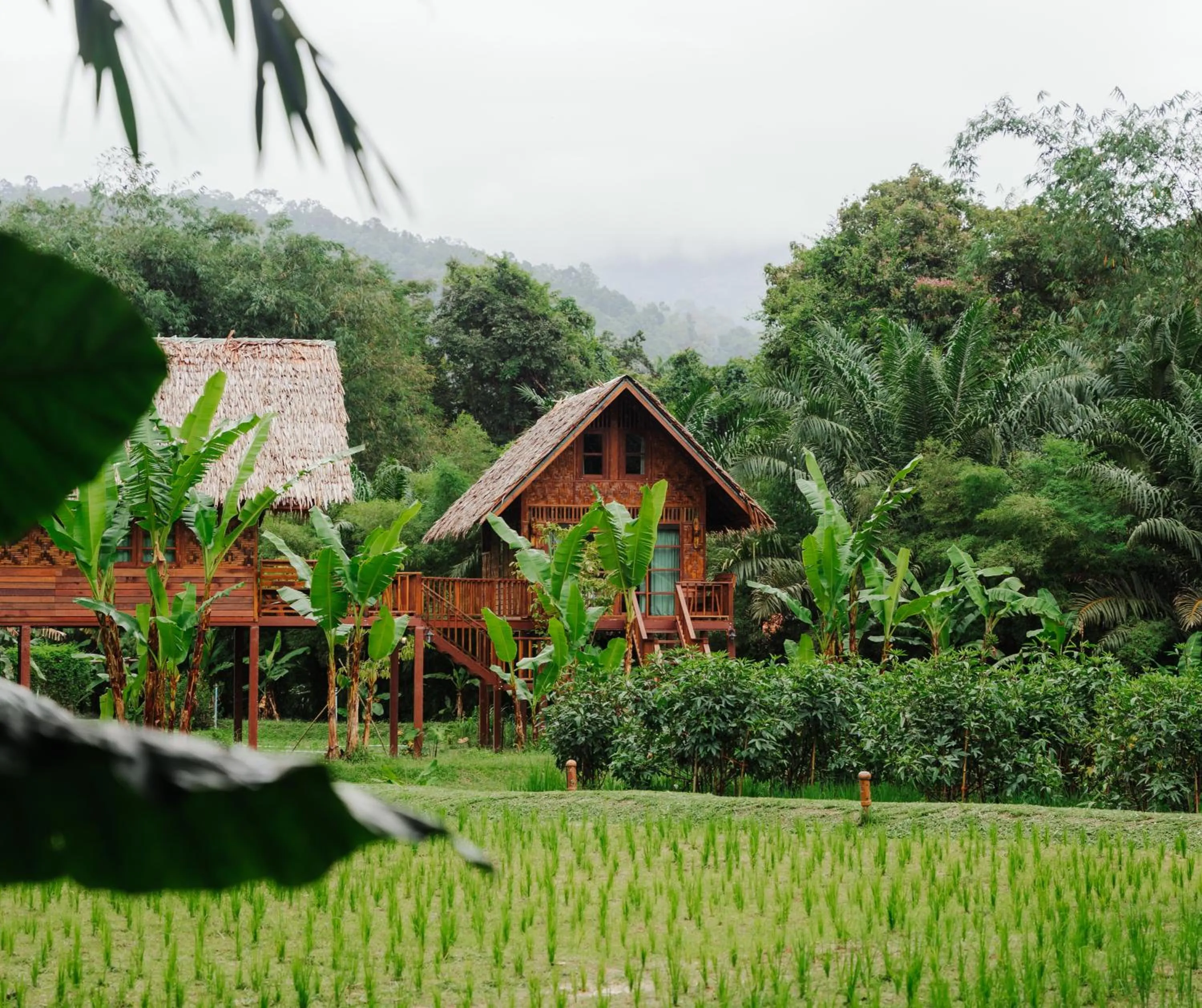 Day in Our Jungle Camp - Eco Resort