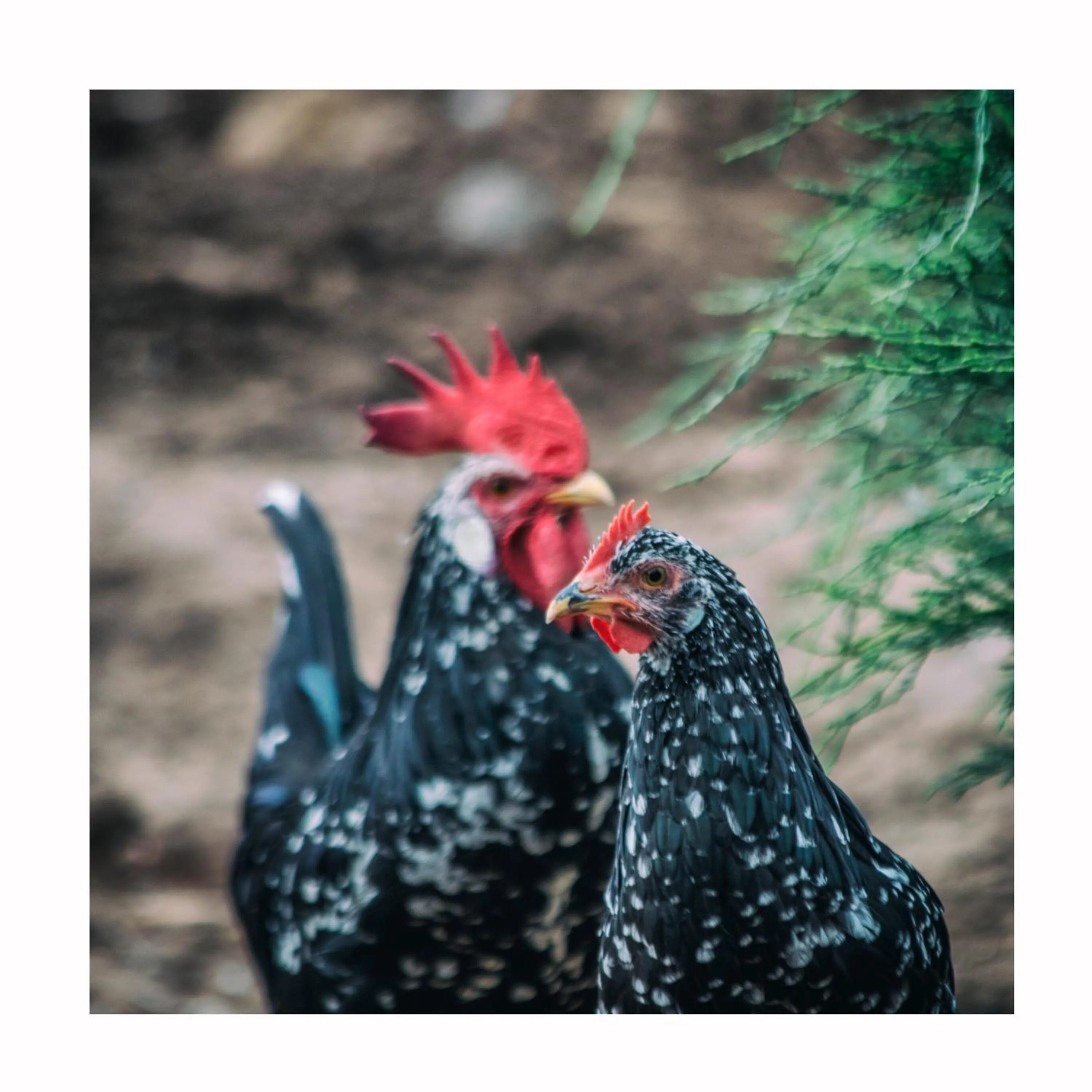 Agriturismo Il Riccio