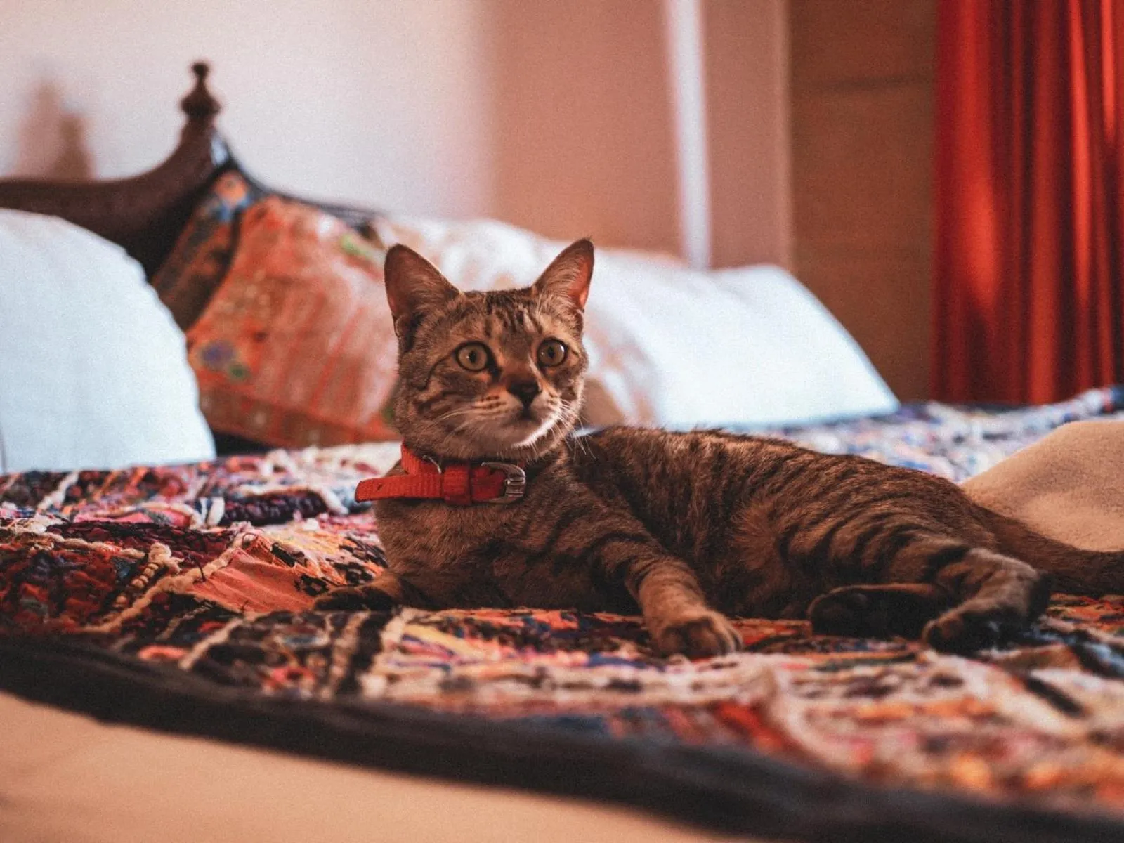 Bed in Blue Eye Hostel