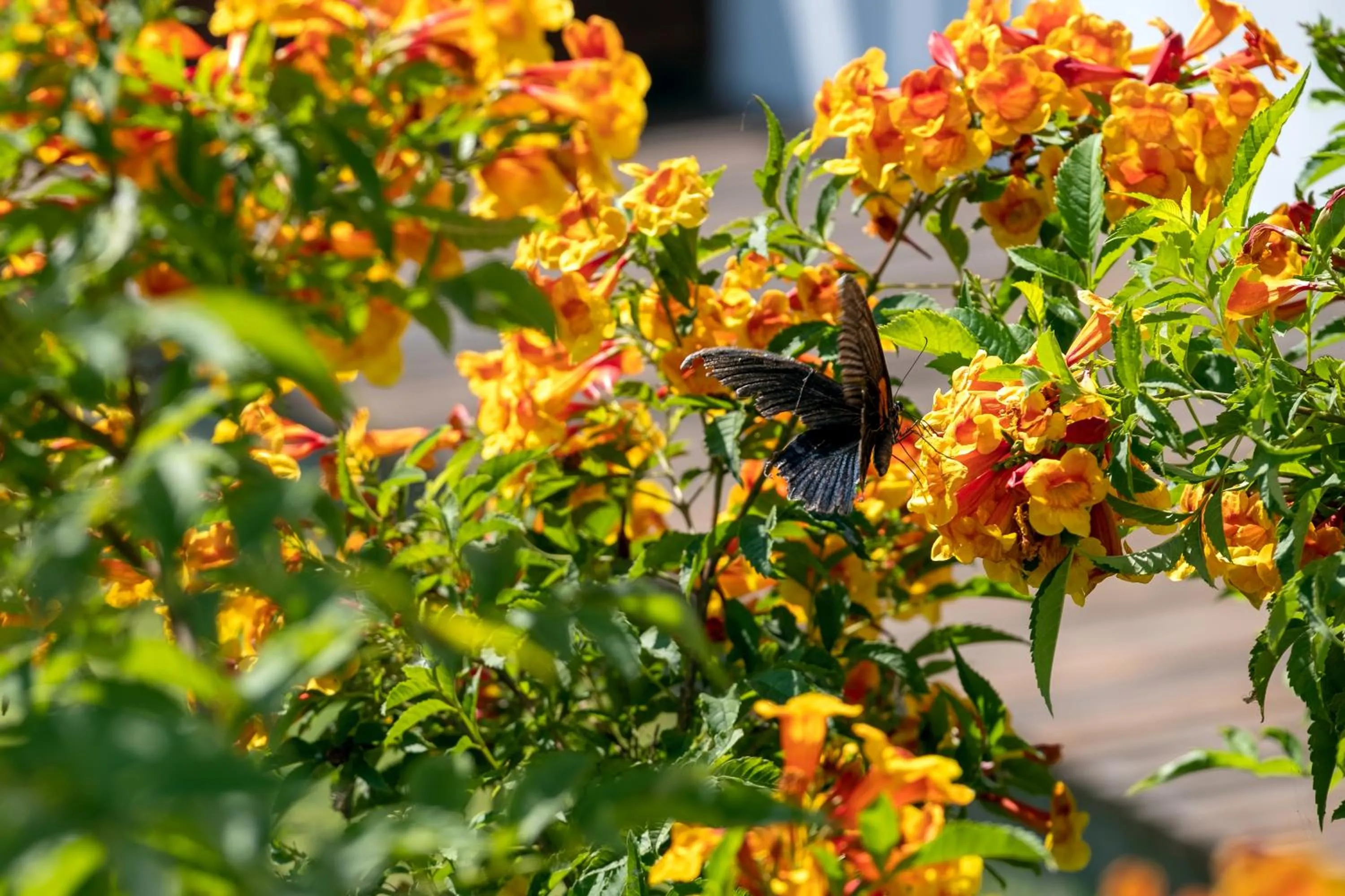 Garden in Residence Bassac