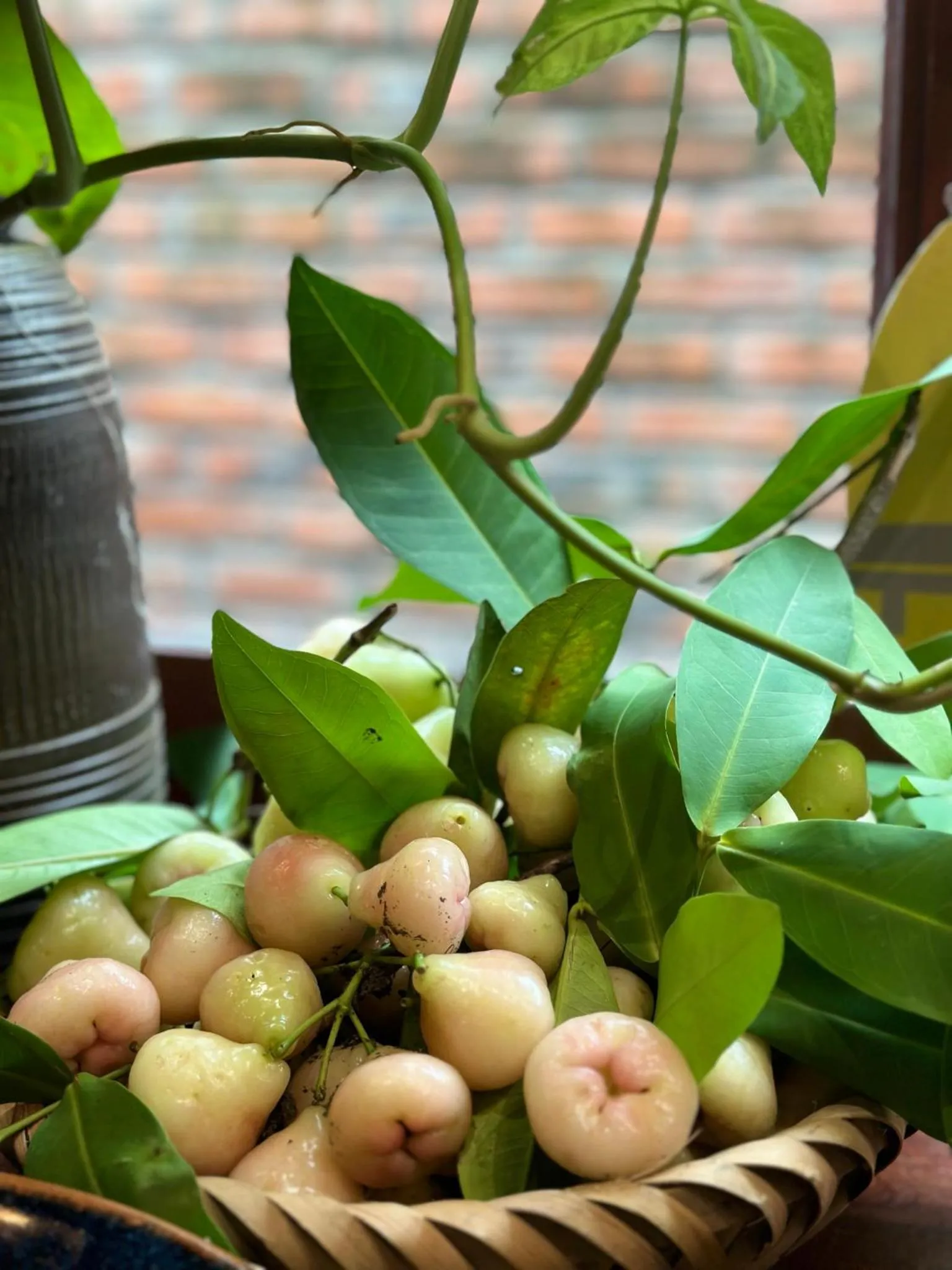 Garden in Trang An Heritage Garden