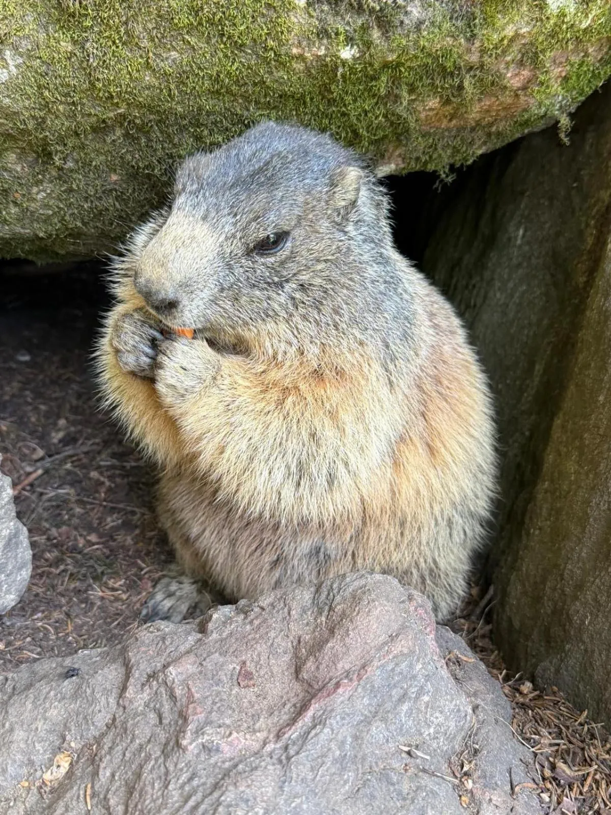 Animals in B&B Ca' Erminia