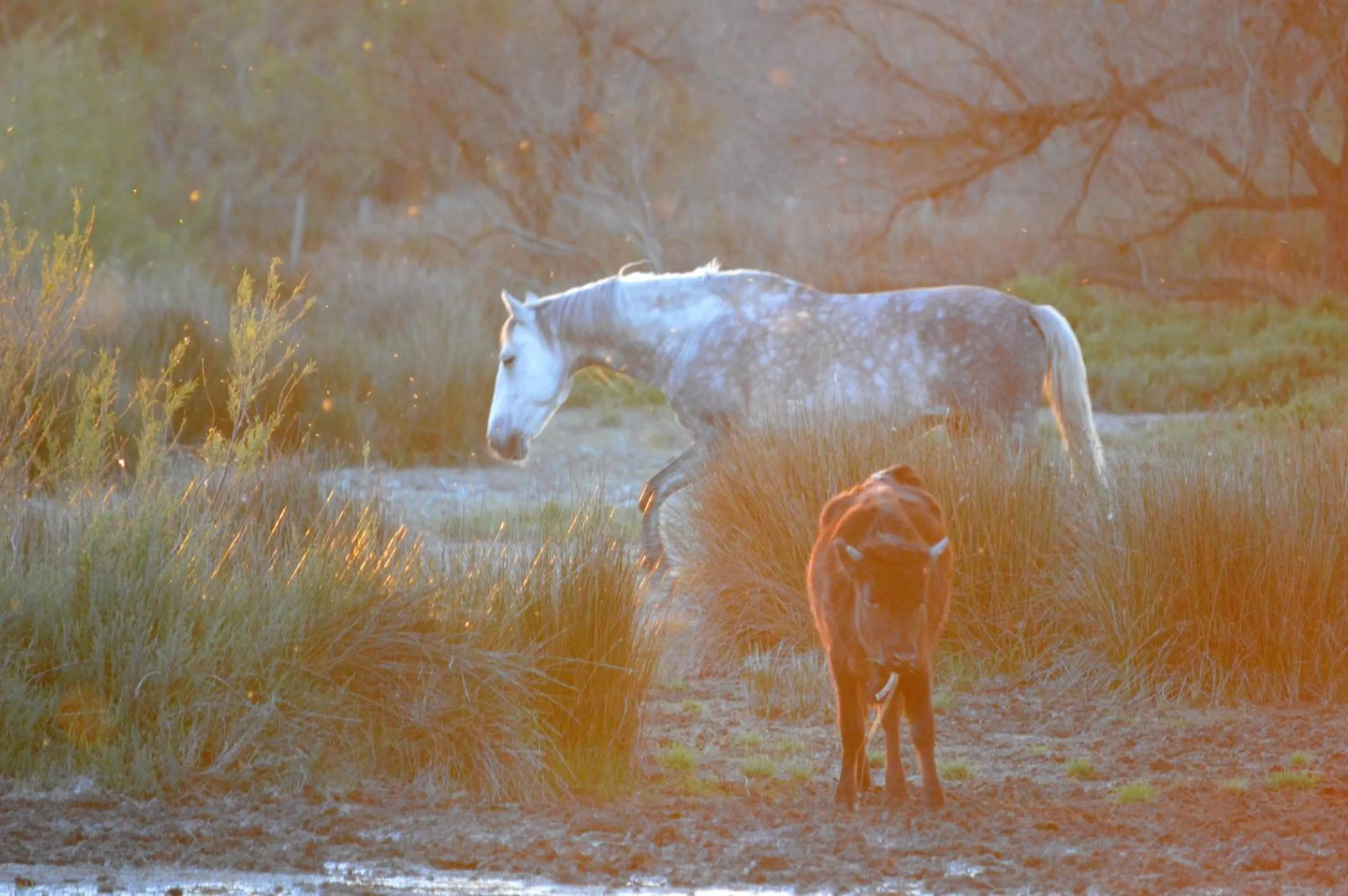 Animals in Le Castelet
