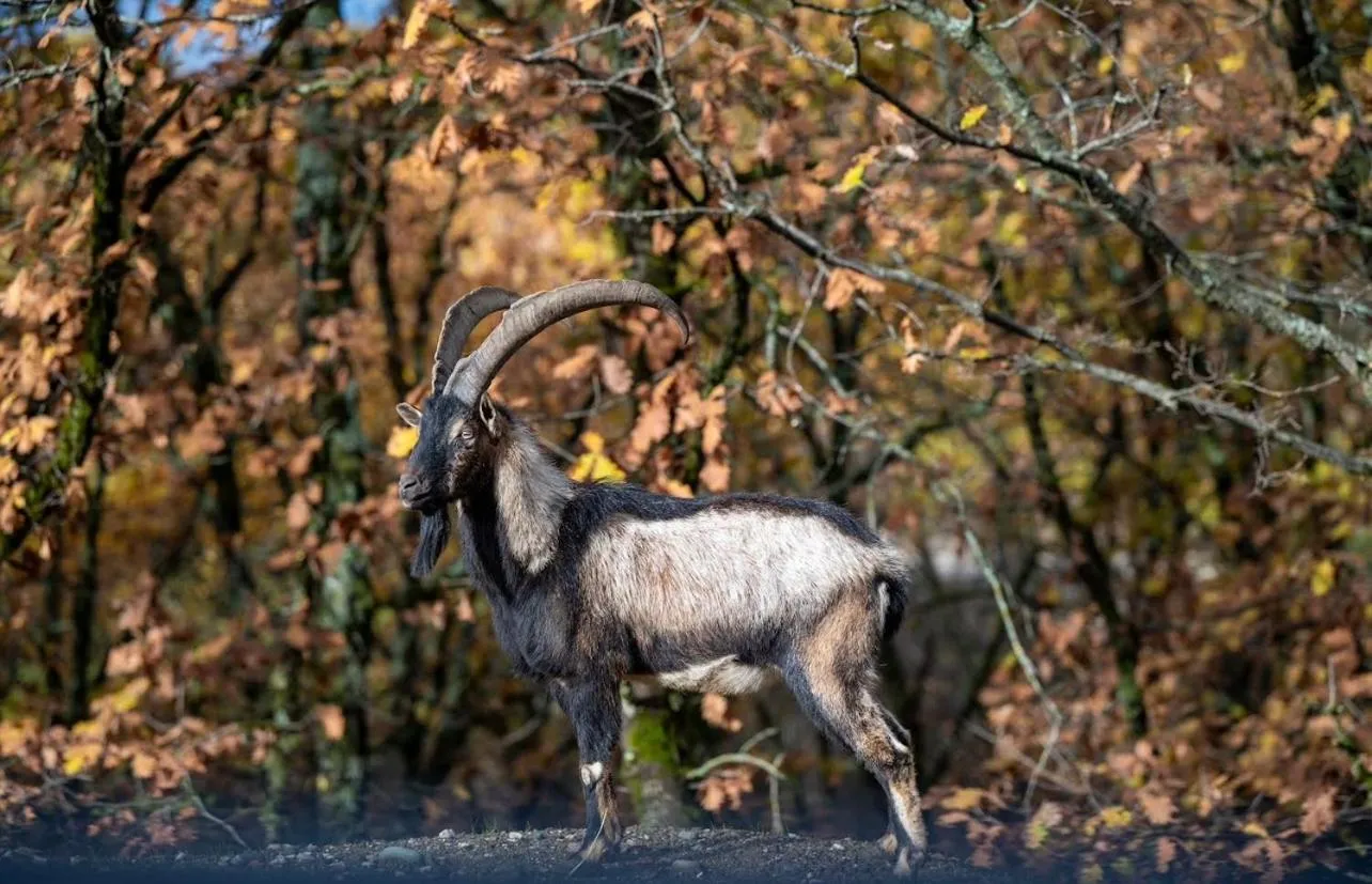 Bourazani Wild Life Resort