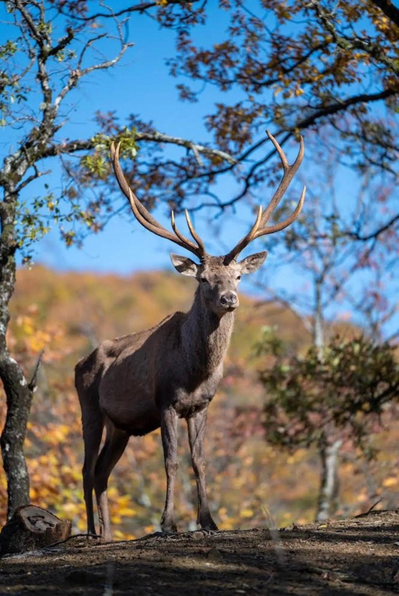 Bourazani Wild Life Resort