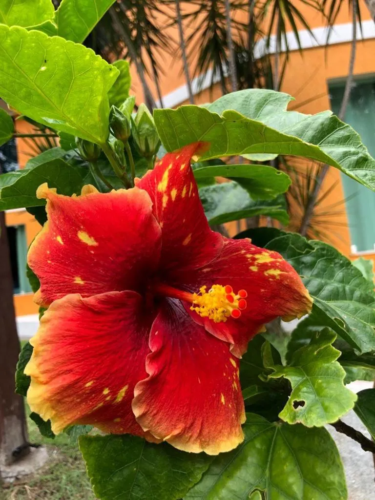 Garden in Hotel Morro De São Paulo