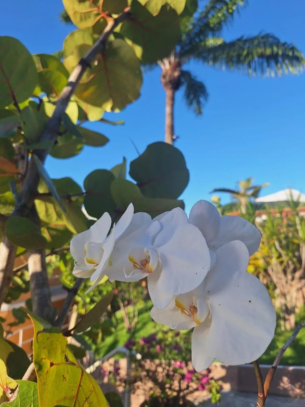 Spring in Hotel Morro De São Paulo