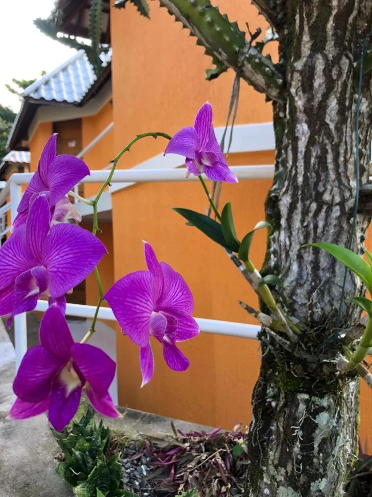 Garden in Hotel Morro De São Paulo