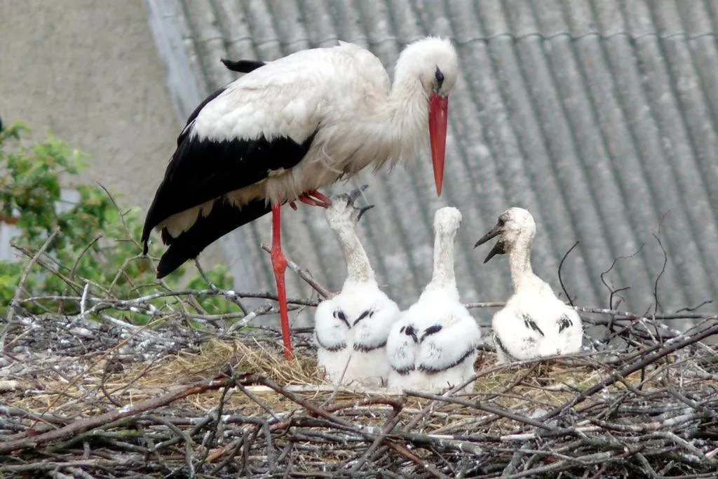 Animals in Jagdschloss Kotelow