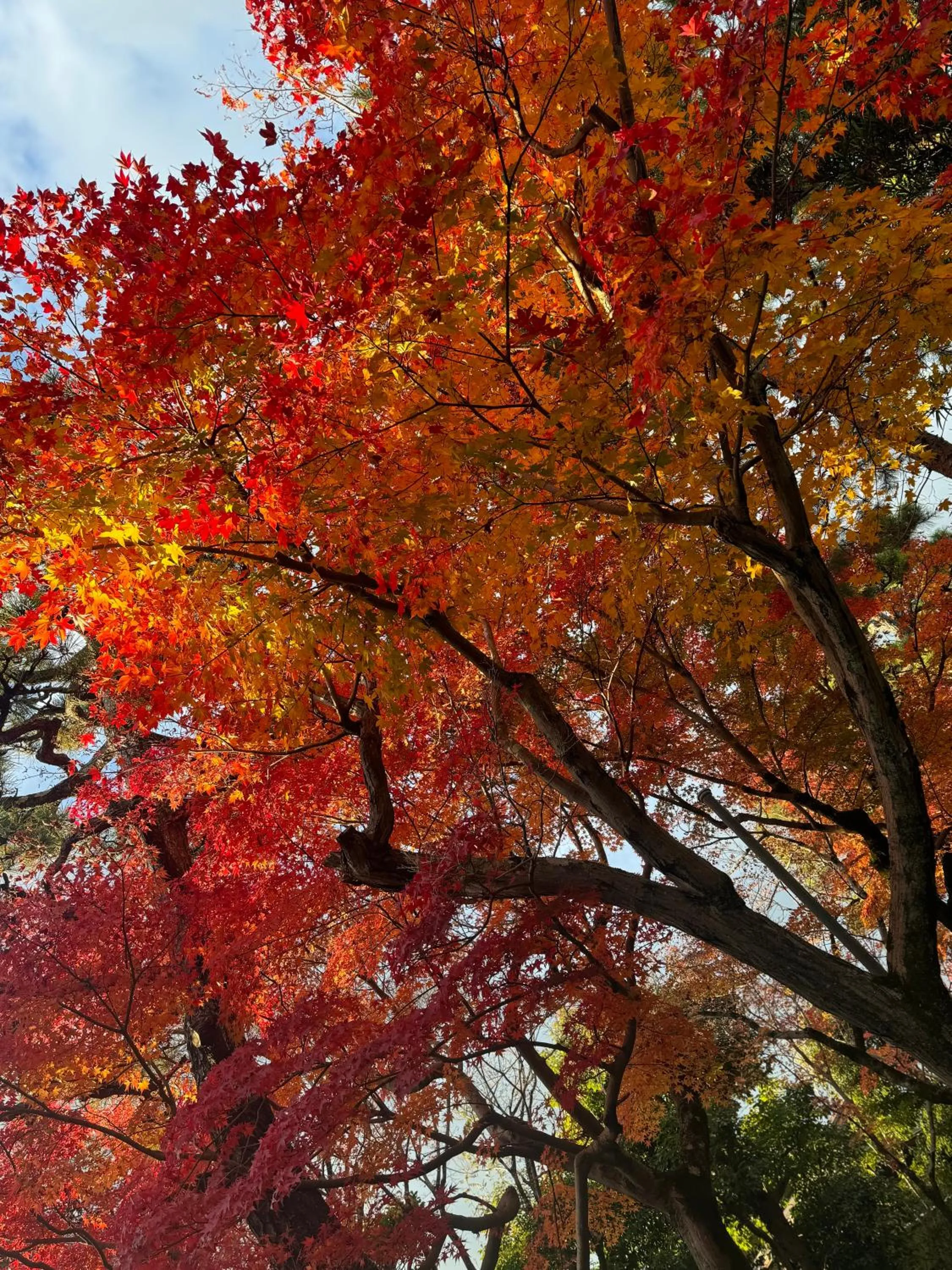 京町家-椿庵Kyomachiya-Tsubakian