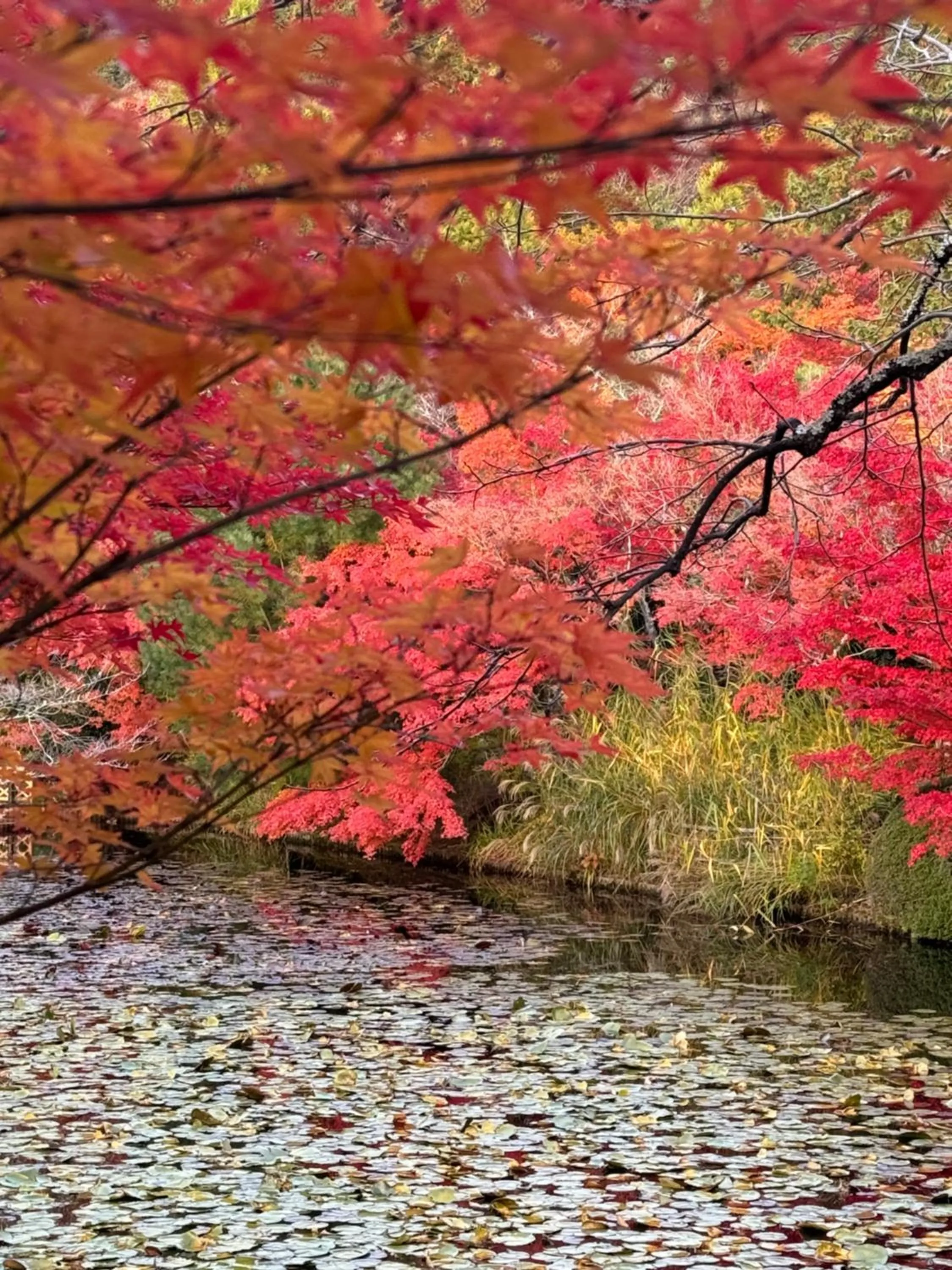 京町家-椿庵Kyomachiya-Tsubakian