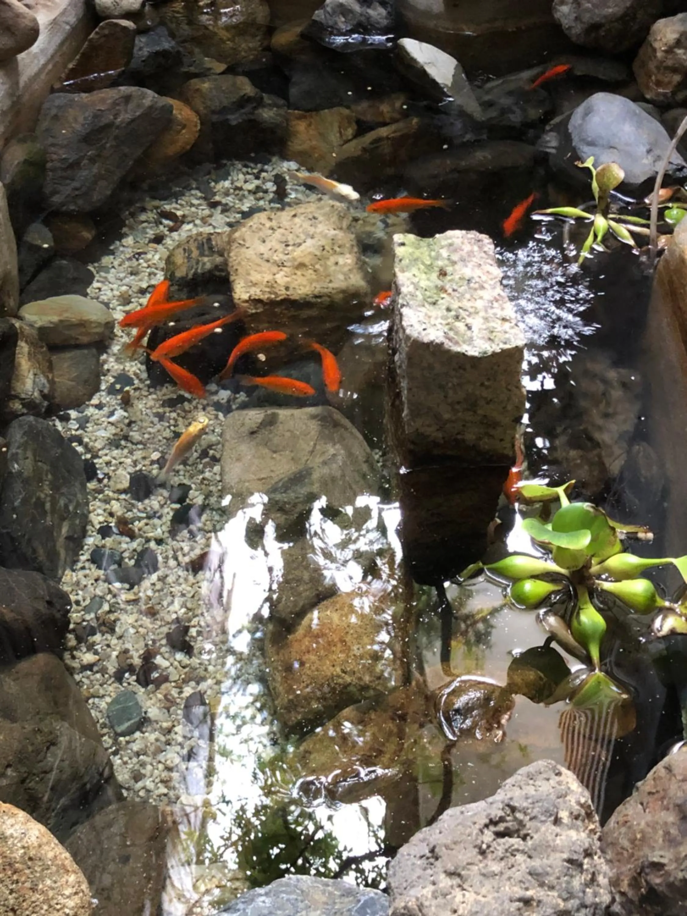 京町家-椿庵Kyomachiya-Tsubakian