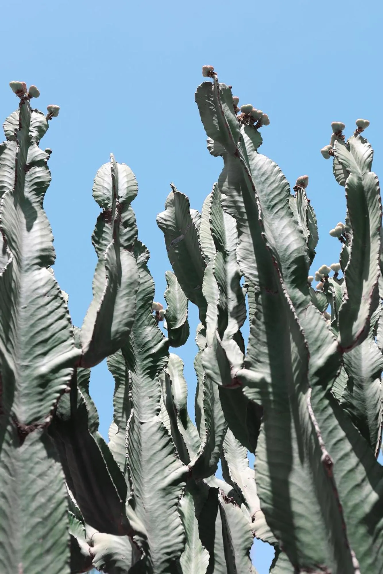 Garden view in Le Petit Hôtel du Flouka