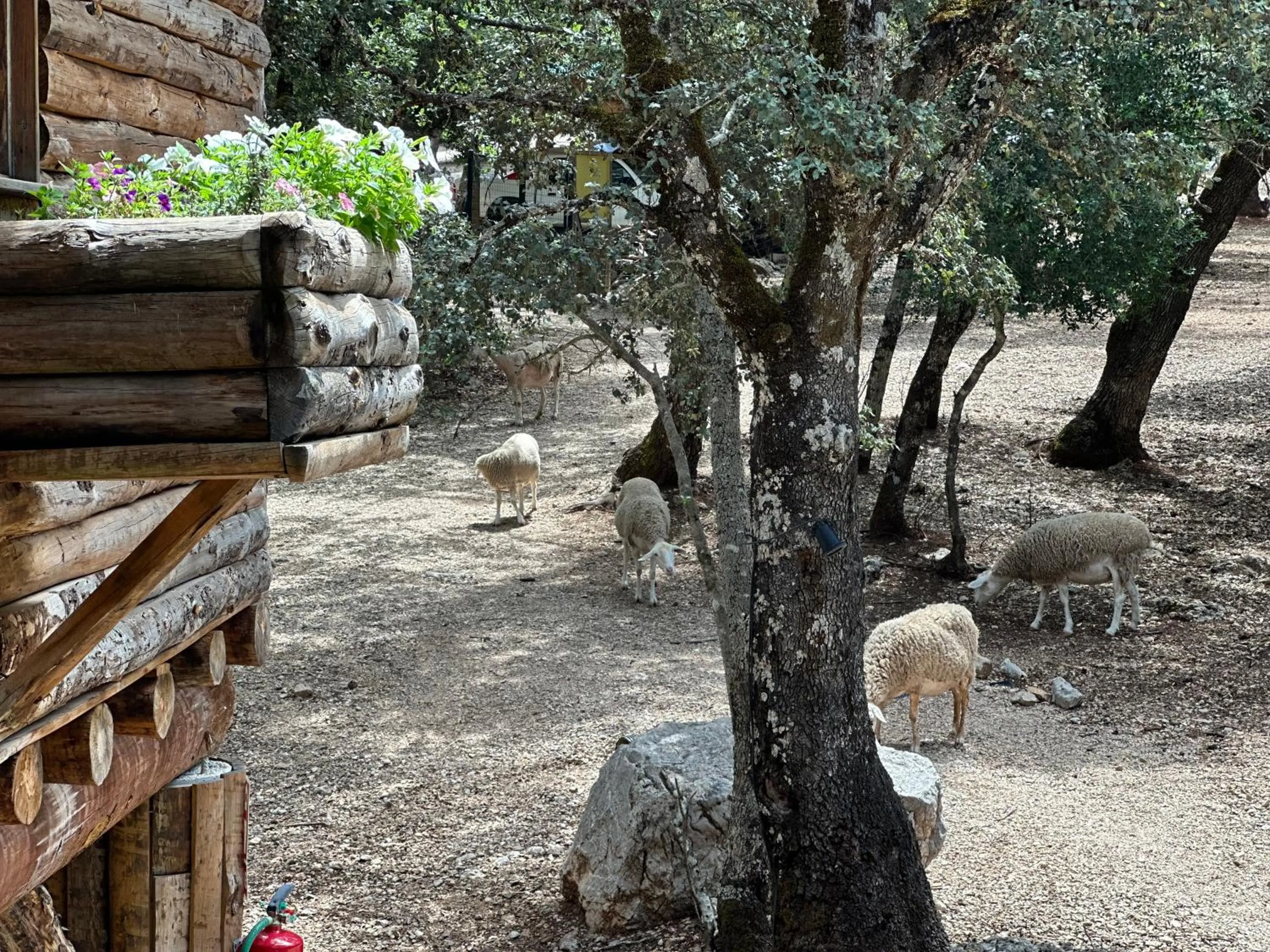 Animals in Hotel Rural Convento Santa Maria de la Sierra