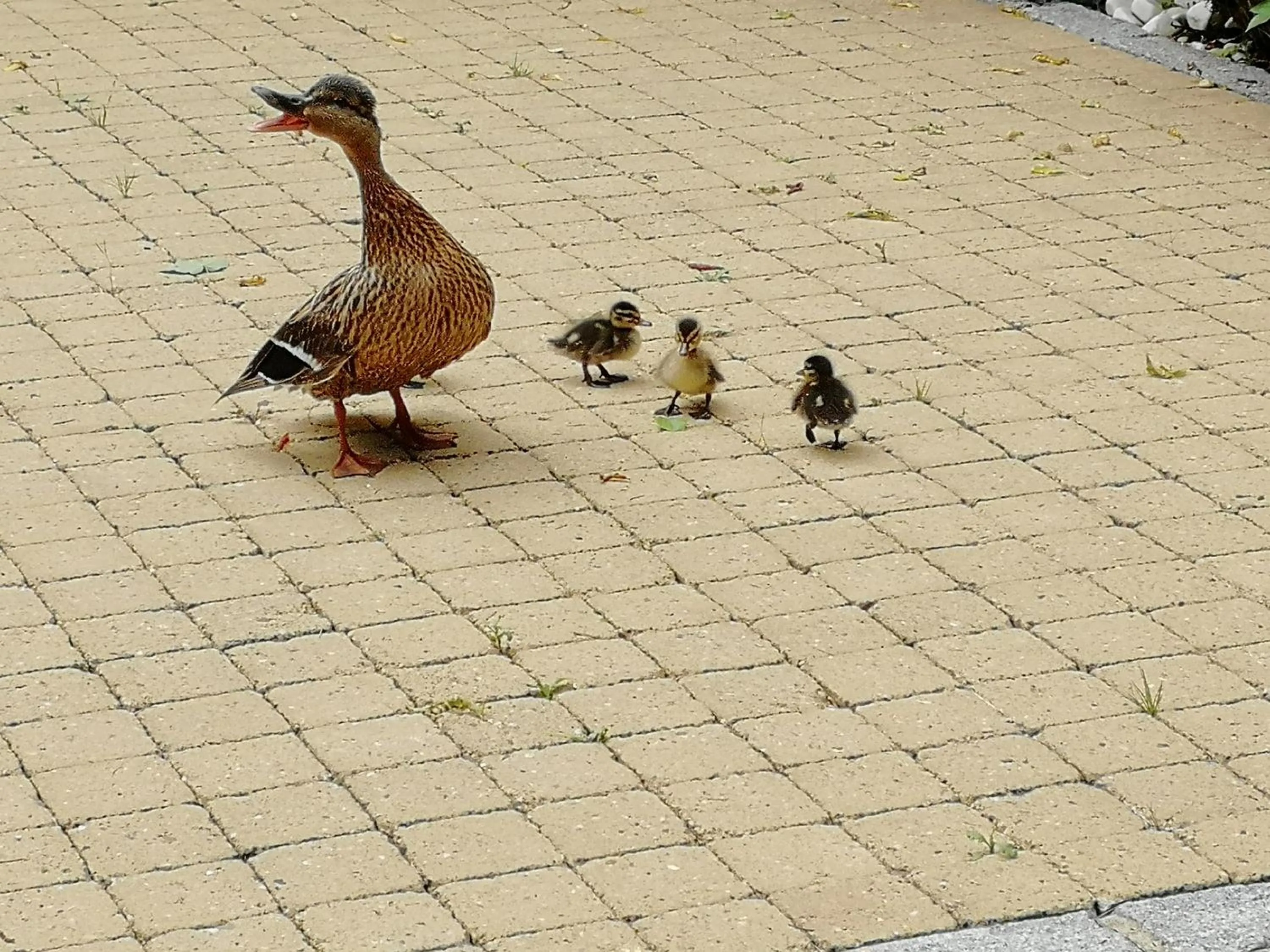 Garden in Domus Hotel