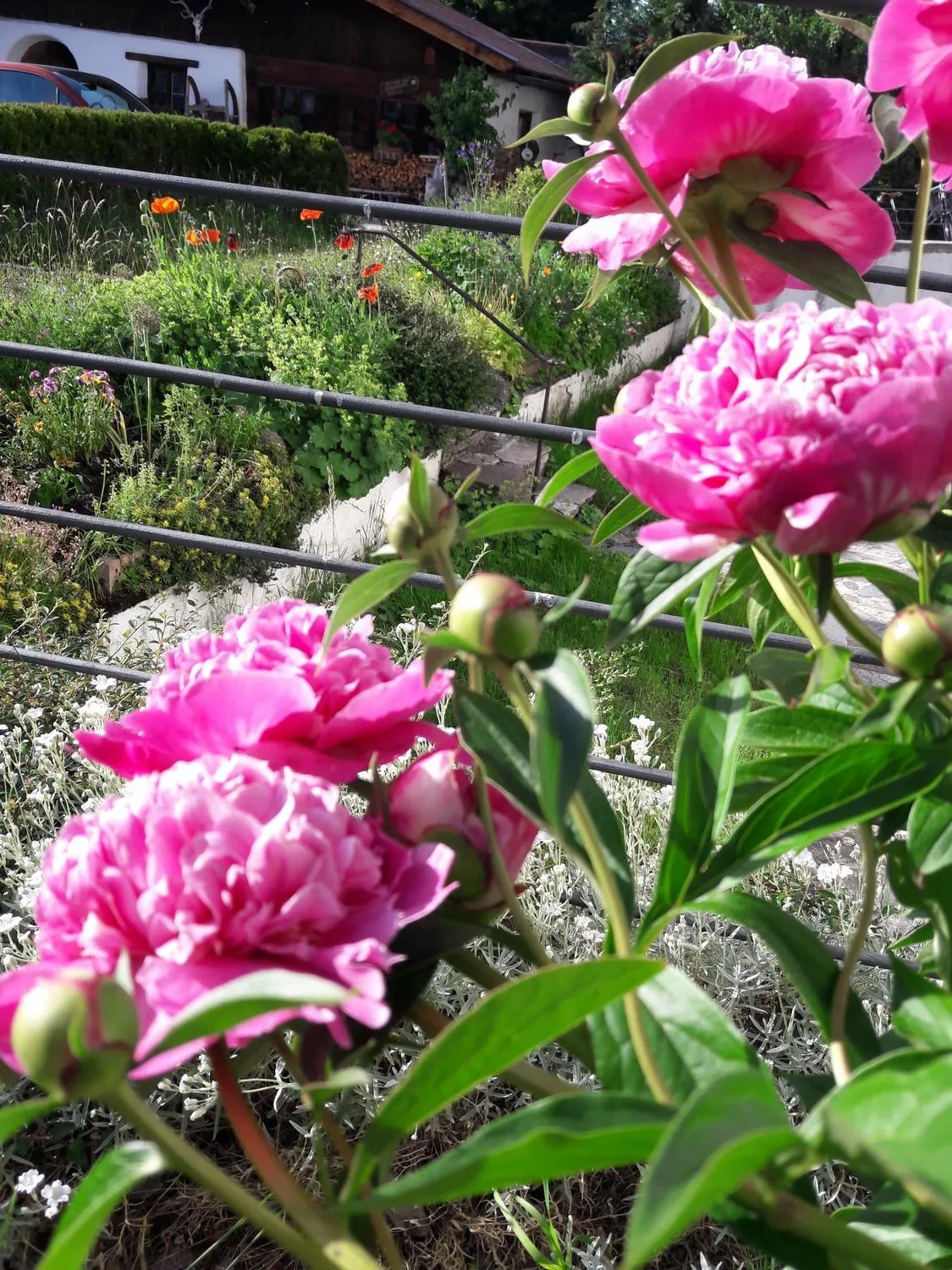 Summer in Schmiedhof