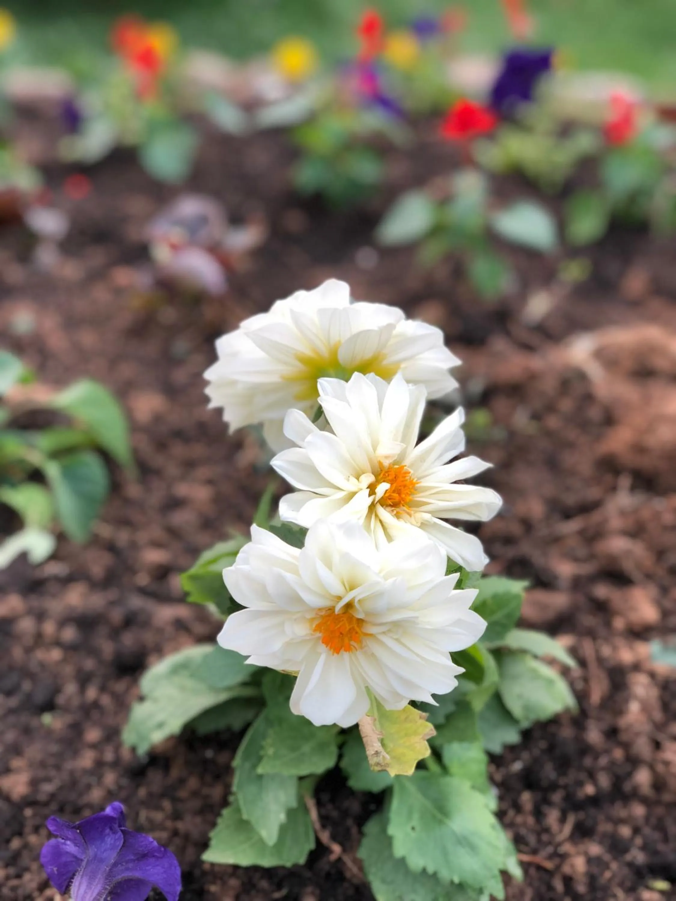 Garden in Hotel Pahuljica