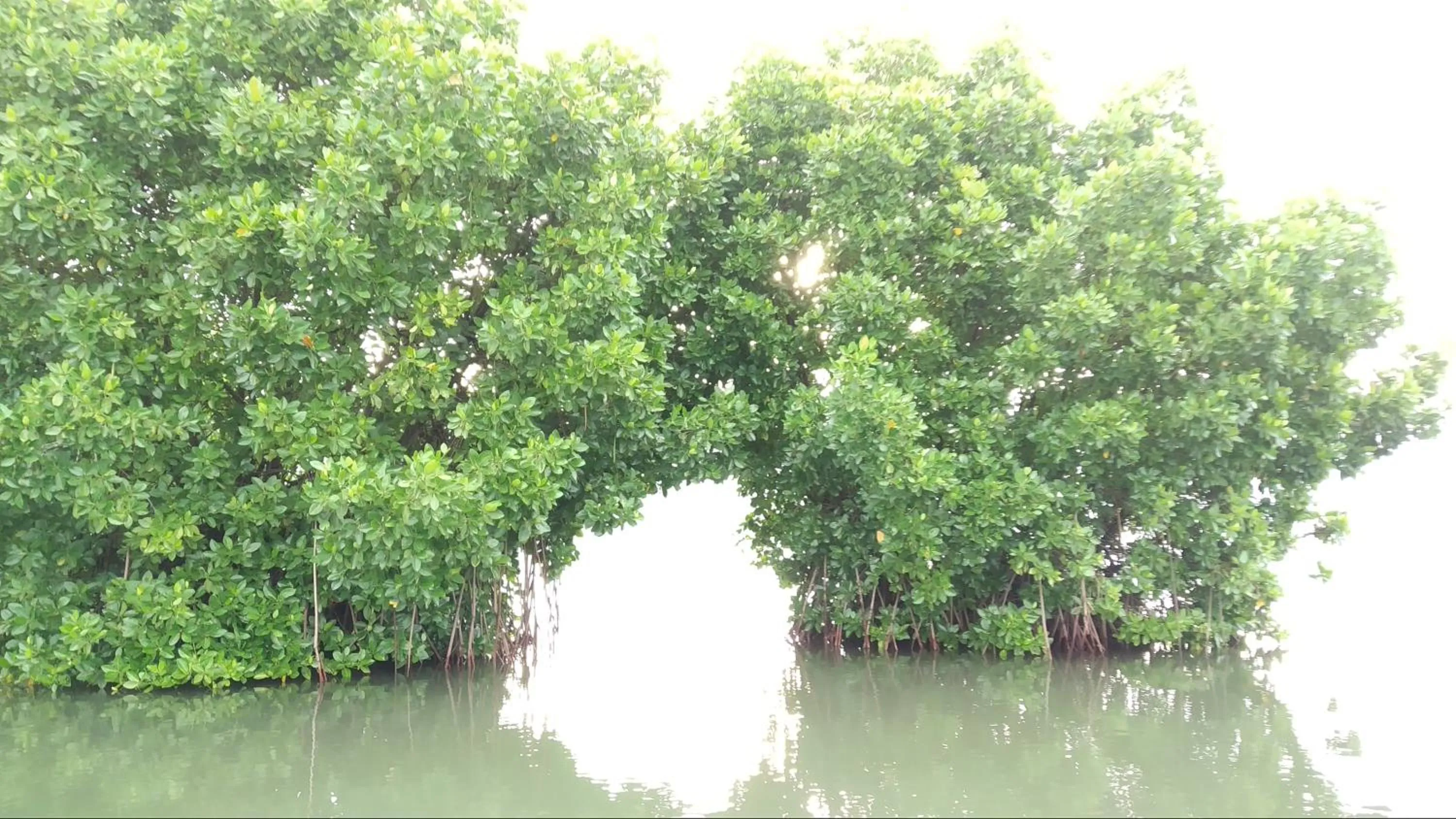 Natural landscape in GreenChromide Homestays