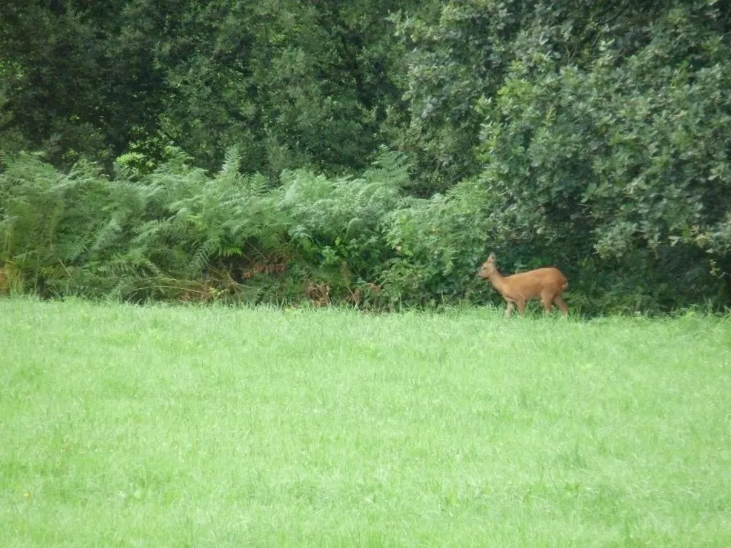Natural landscape in Chambres d'Hôtes La Clef des Champs Normandie Manche 50