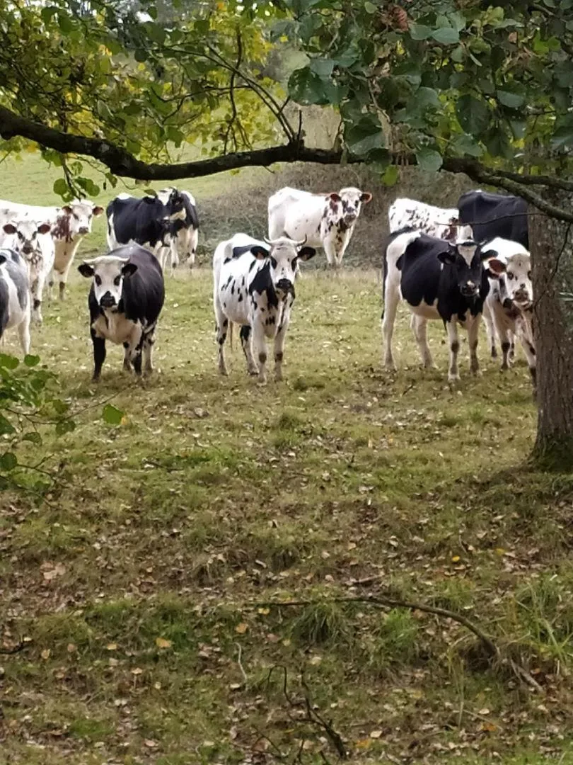 Natural landscape in Chambres d'Hôtes La Clef des Champs Normandie Manche 50