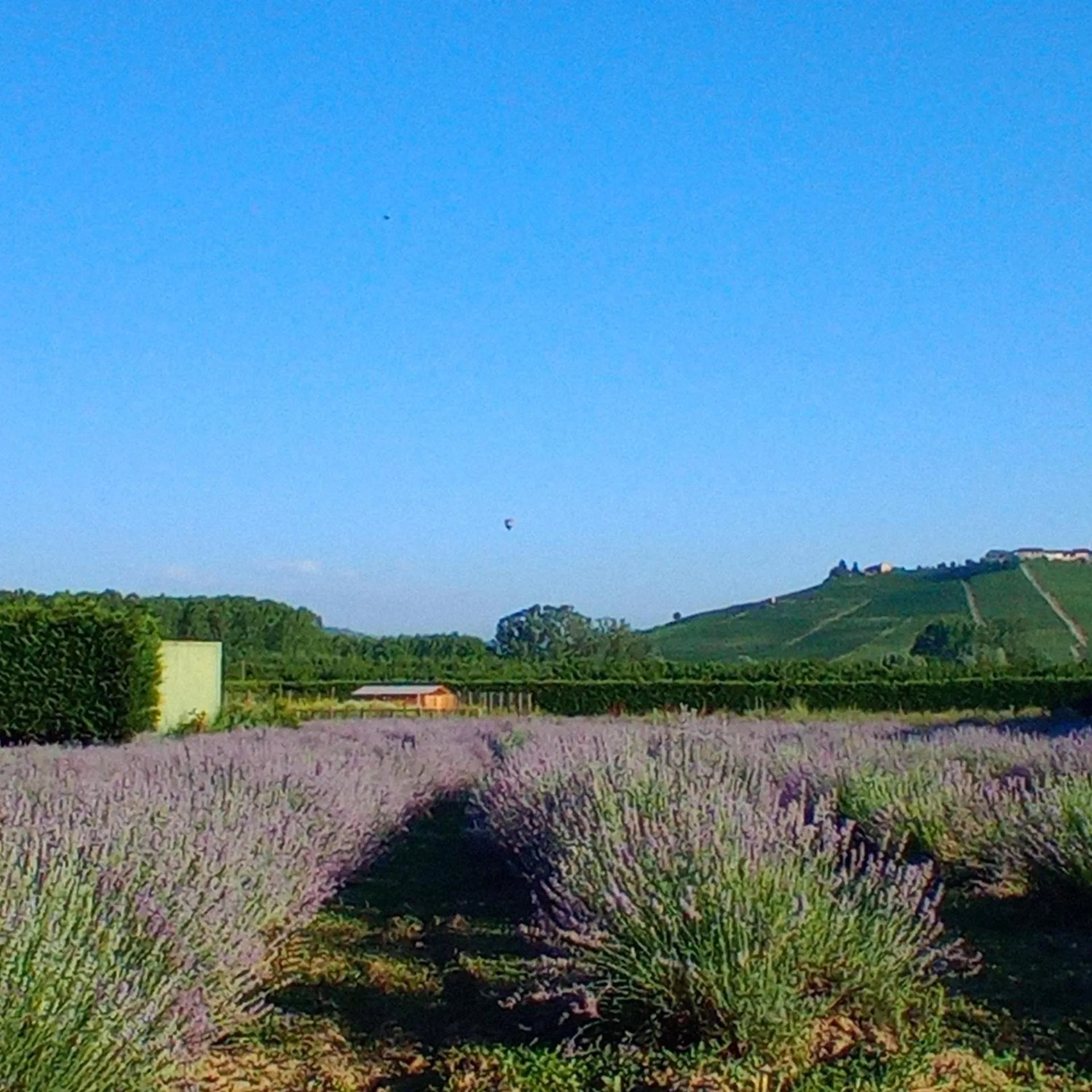 Natural landscape in LA CASCINA DI CARLOTTA 1846 agriturismo