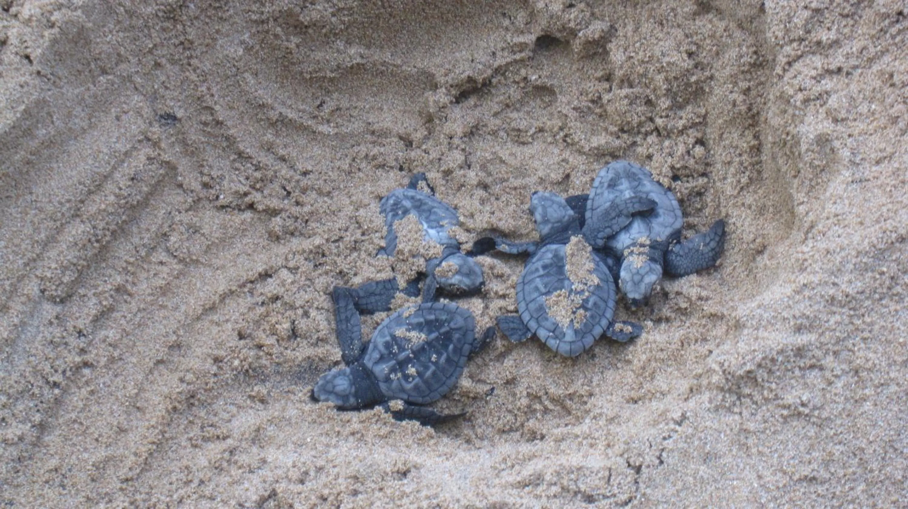 Area and facilities in Villa Ranmenika