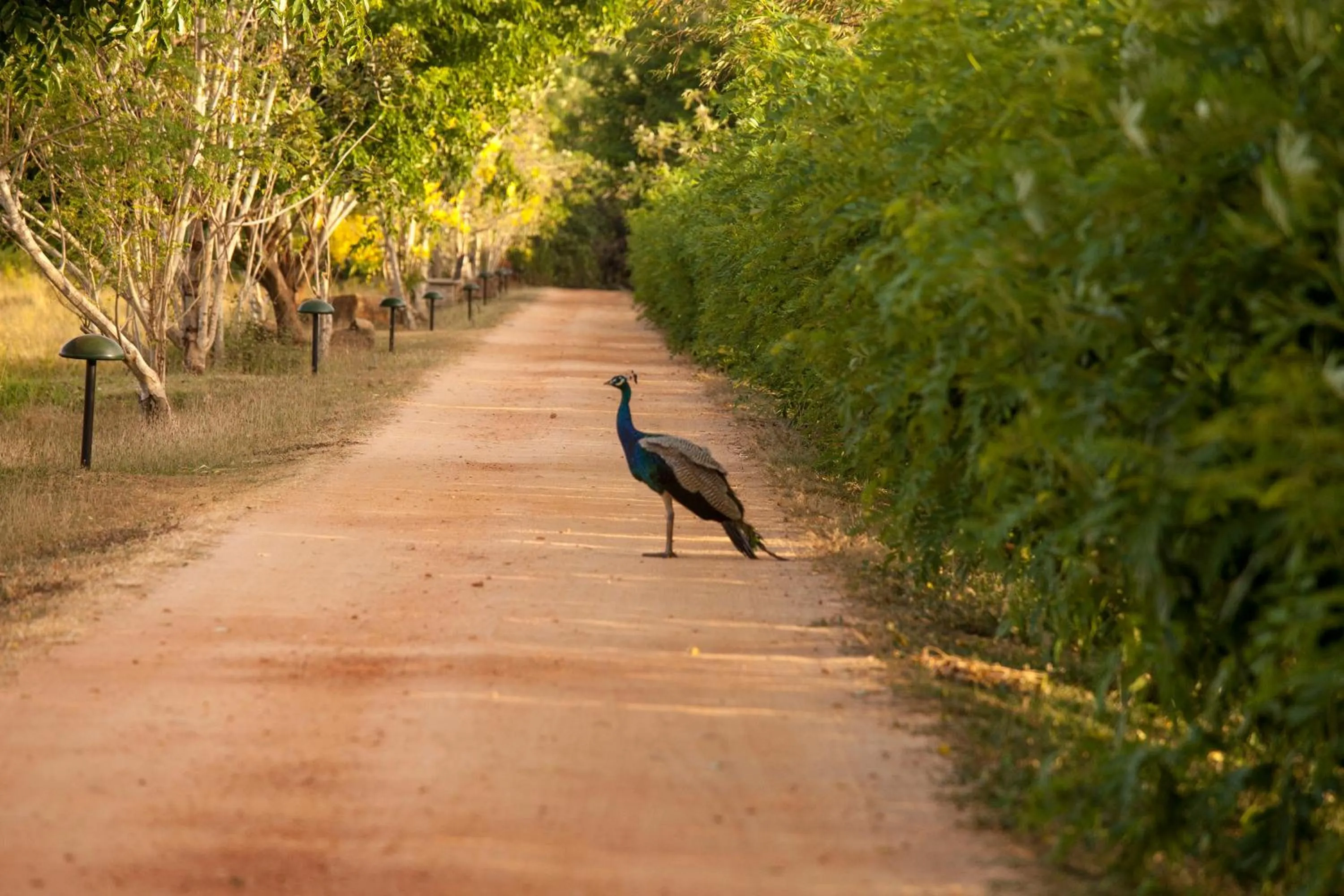 Animals in Uga Ulagalla - Anuradhapura