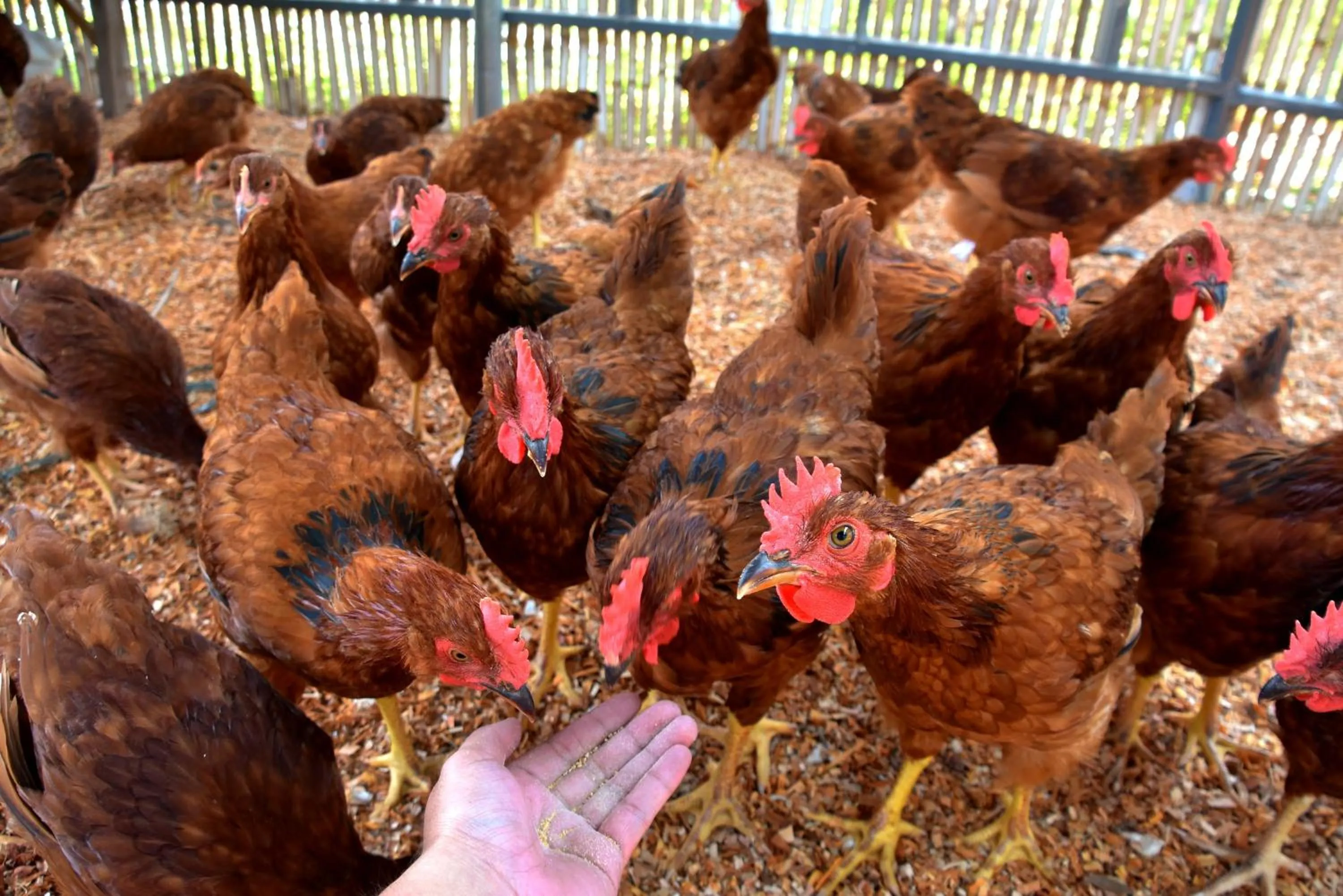 Animals in Badian Island Wellness Resort