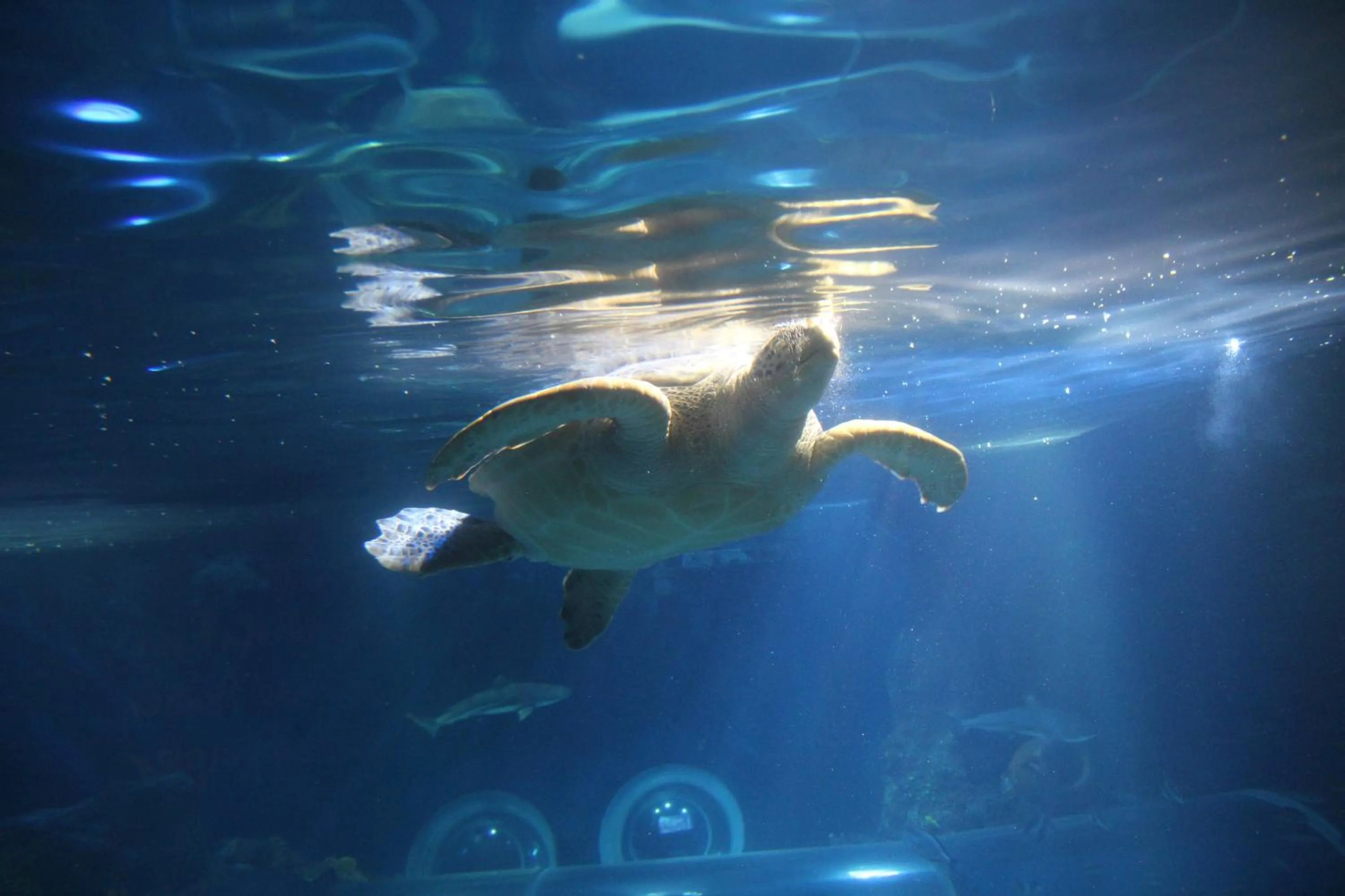 Animals in Hotel Krone Stühlingen - Das Tor zum Südschwarzwald