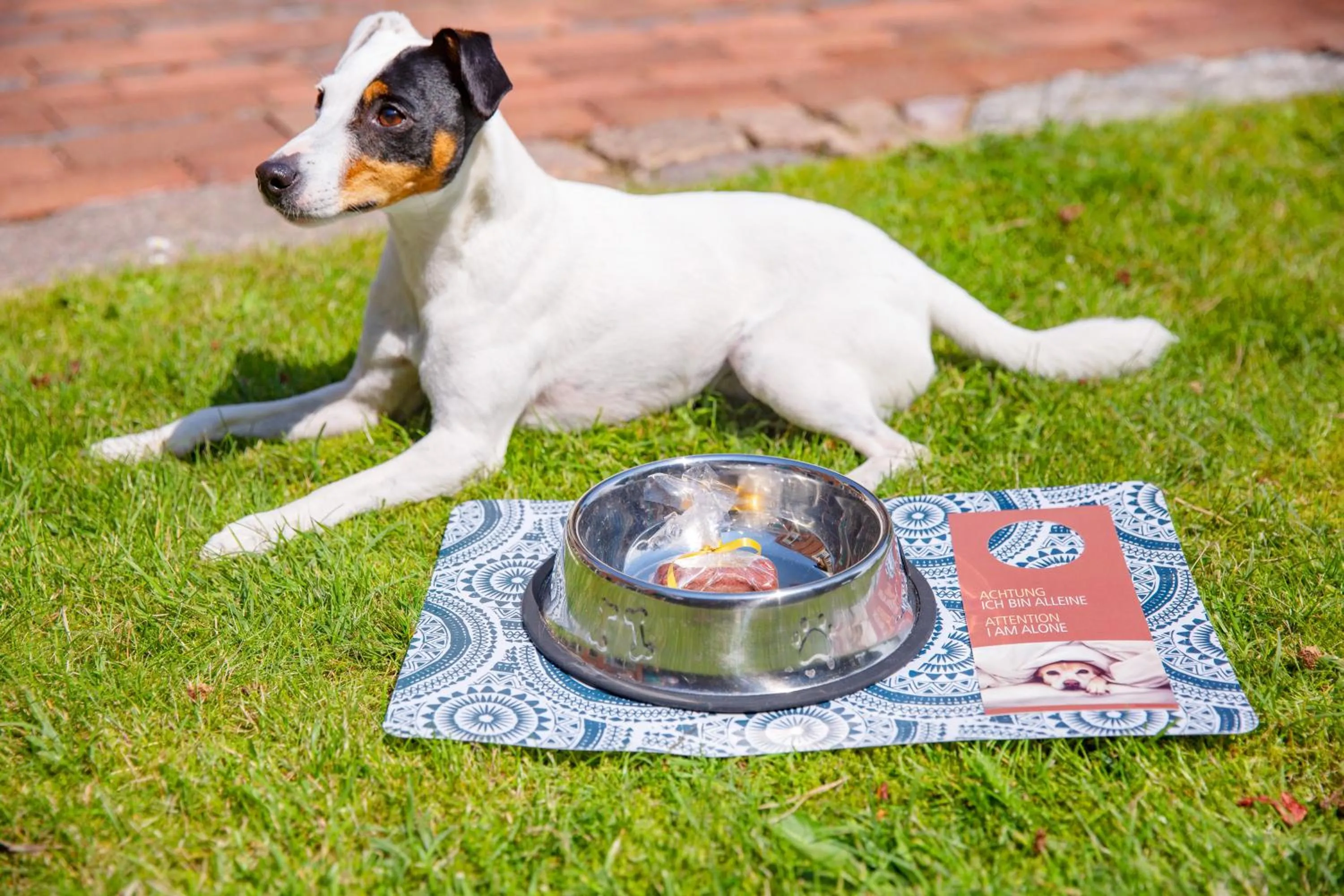 Pets in Hotel Seelust