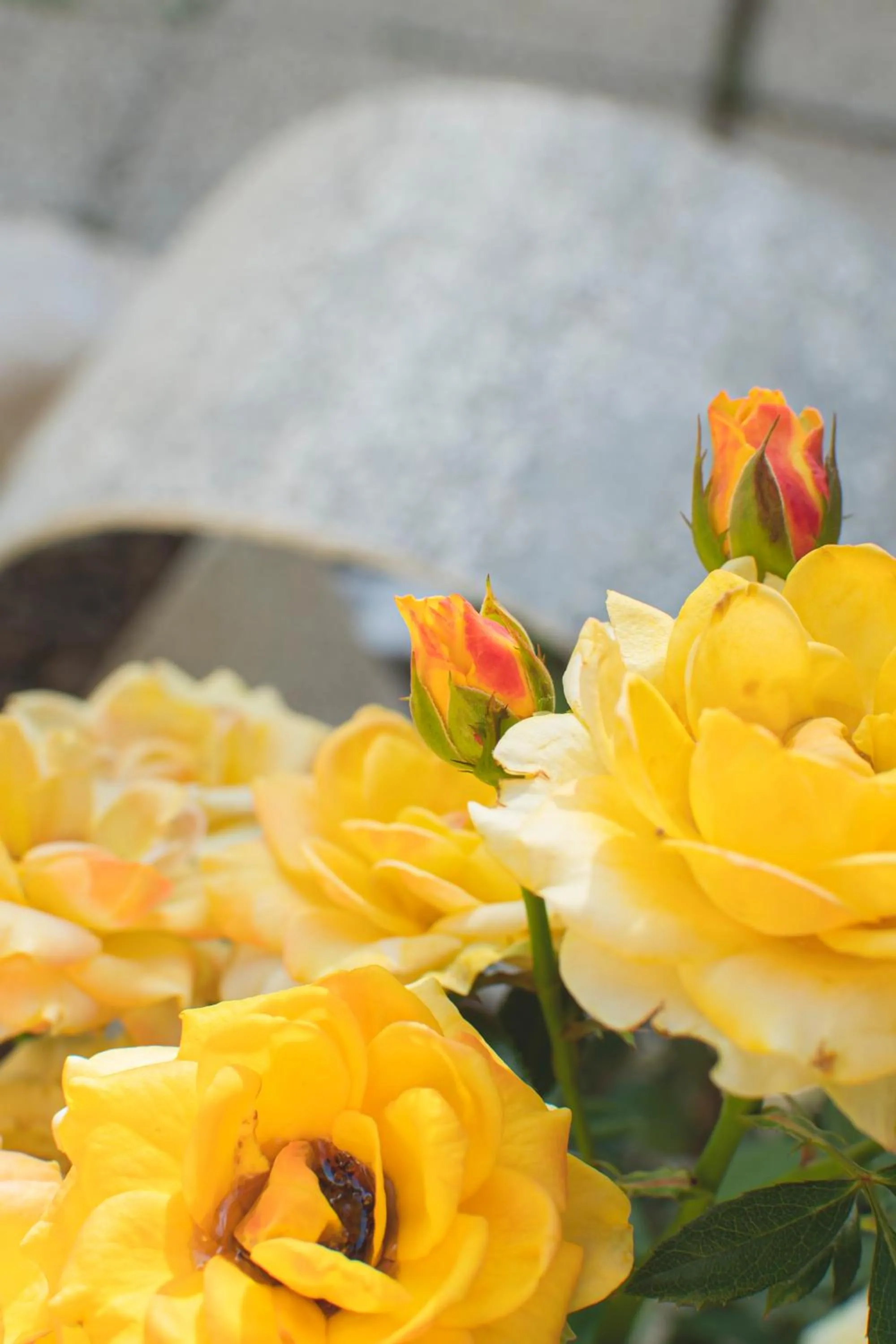 Garden in Marina 10 Design Hotel & SPA