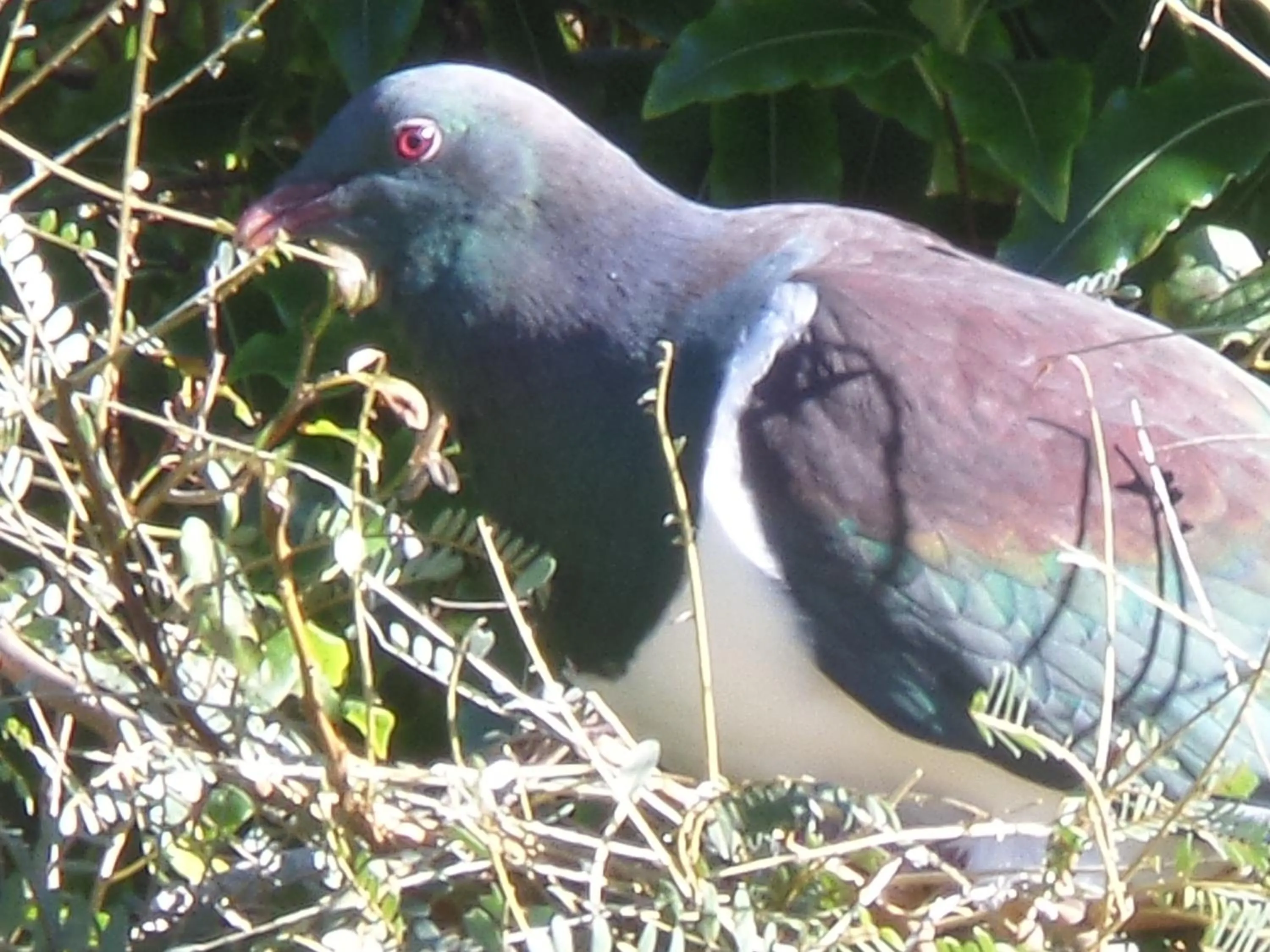 Animals in Riverstone House
