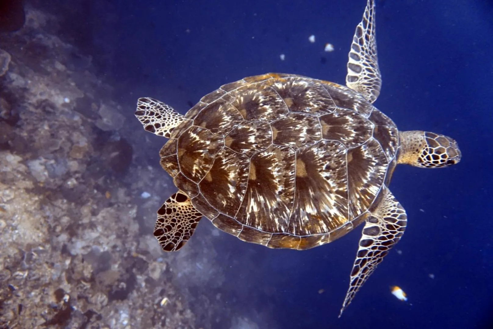 Animals in Grand Luley Manado