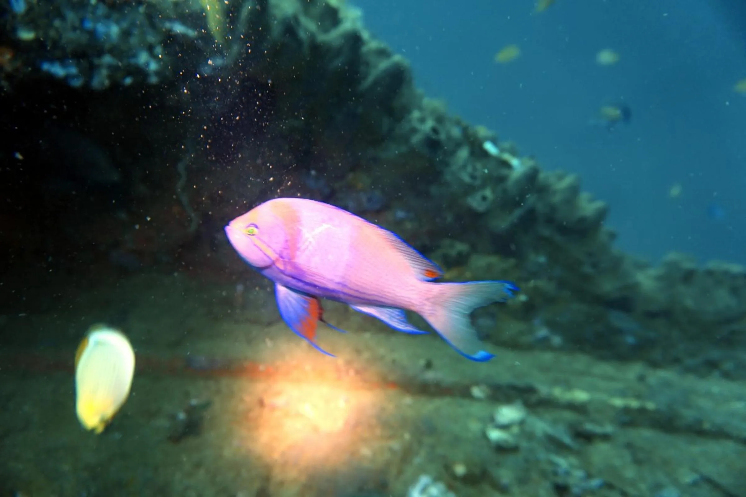 Animals in Grand Luley Manado