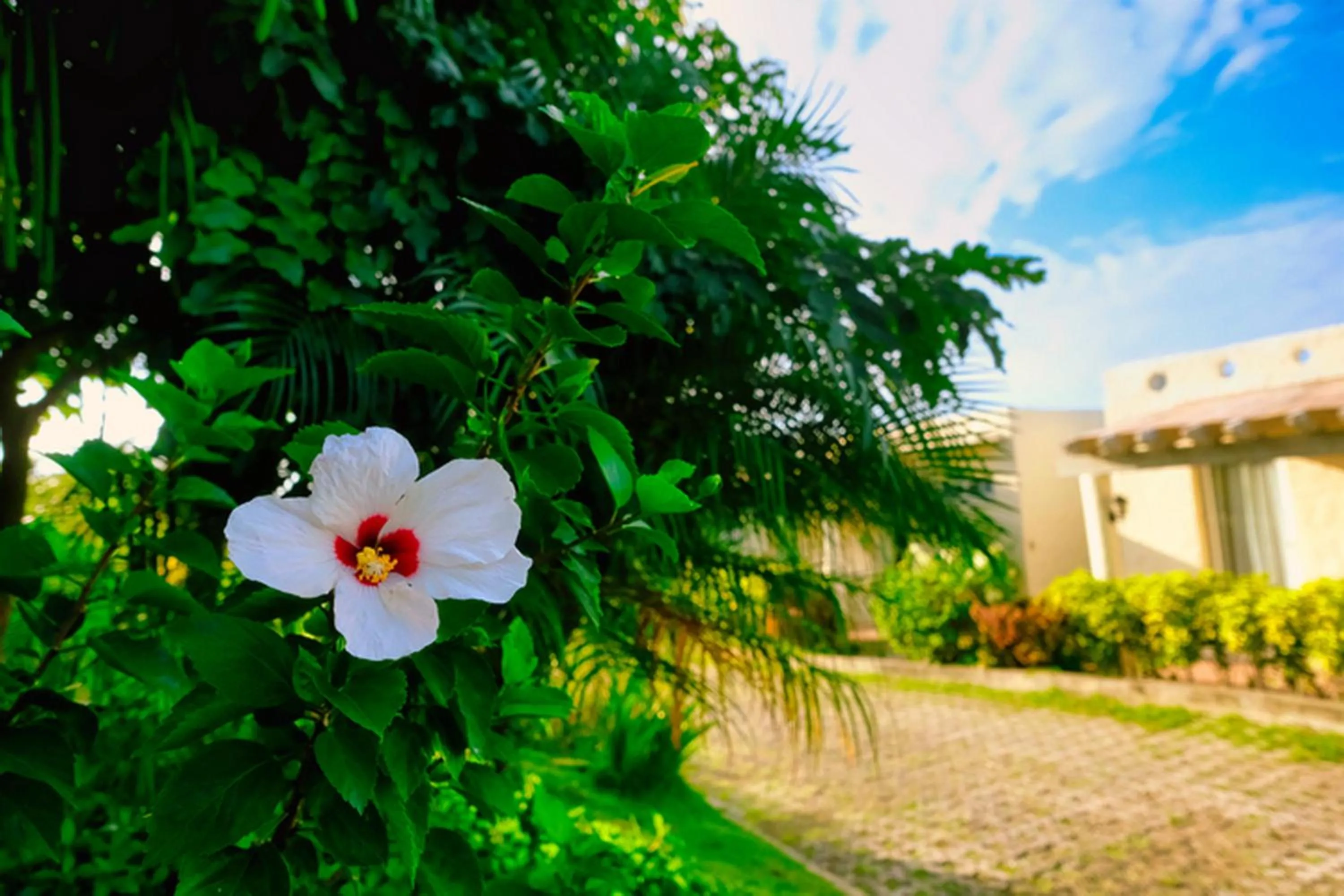 Garden view in Hotel Soffia