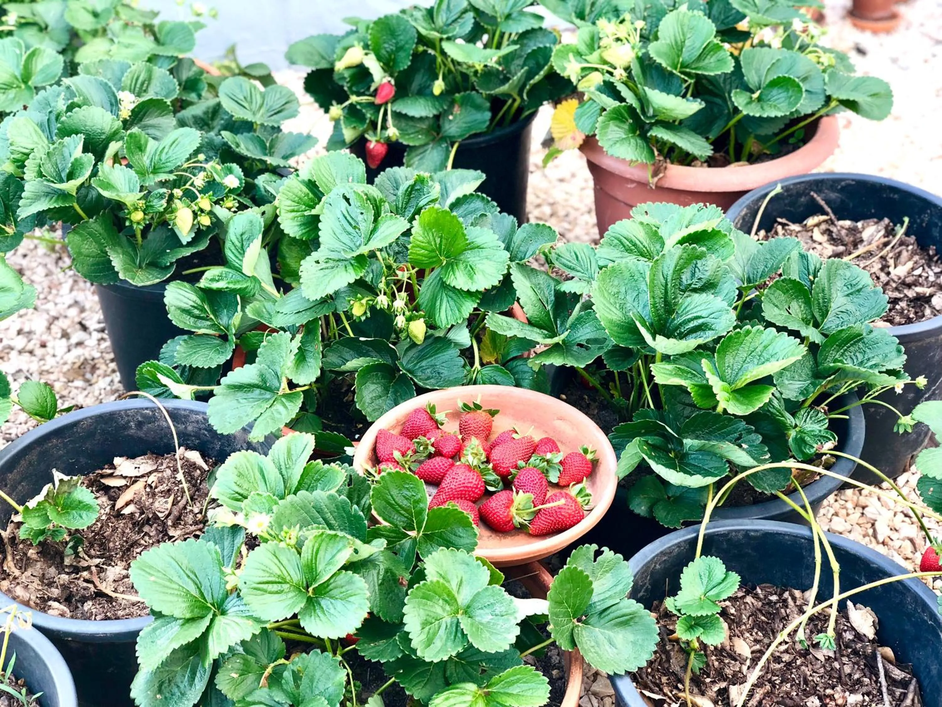 Food in Monte Do Zambujeiro