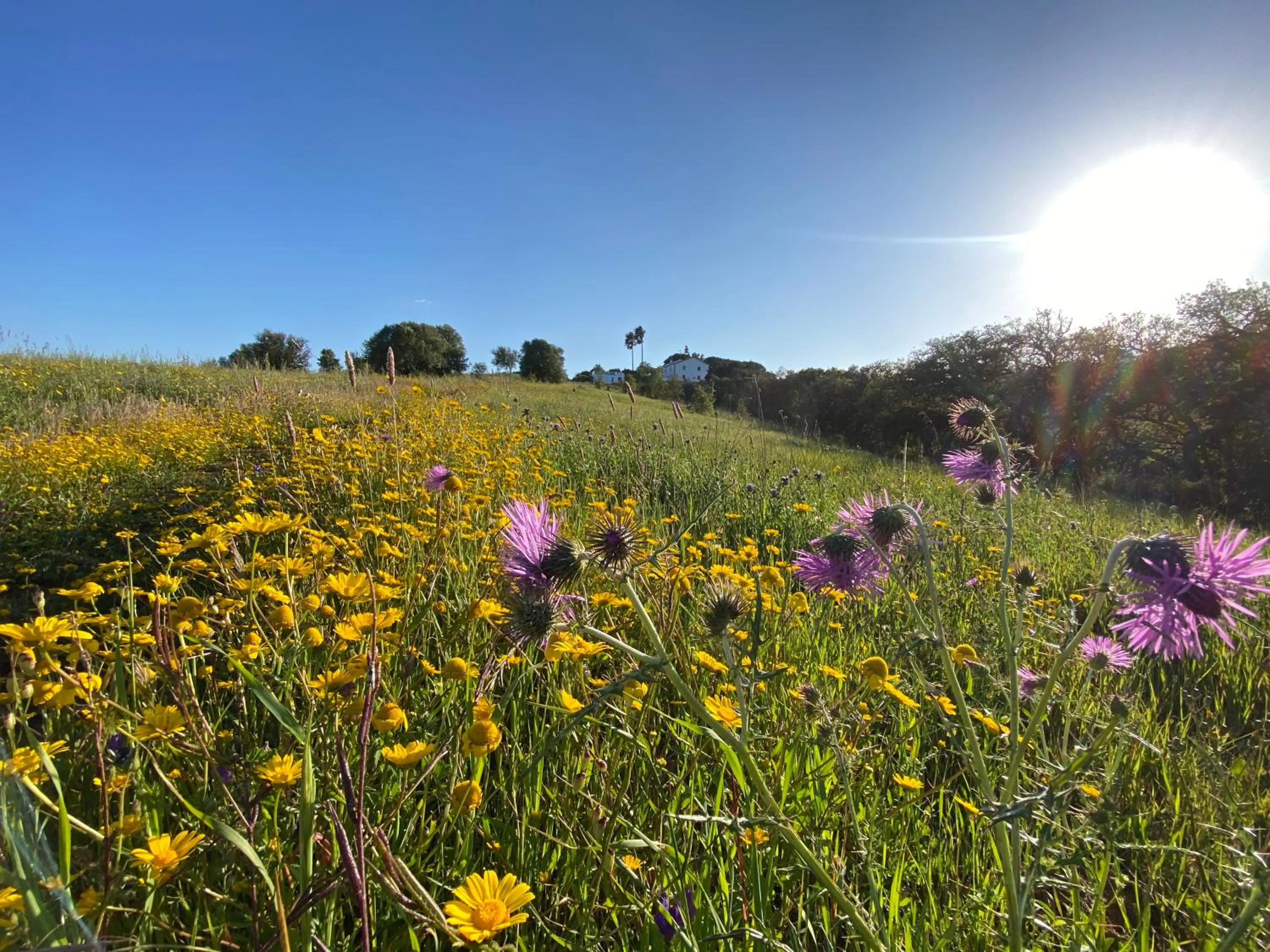 Spring in Monte Do Zambujeiro