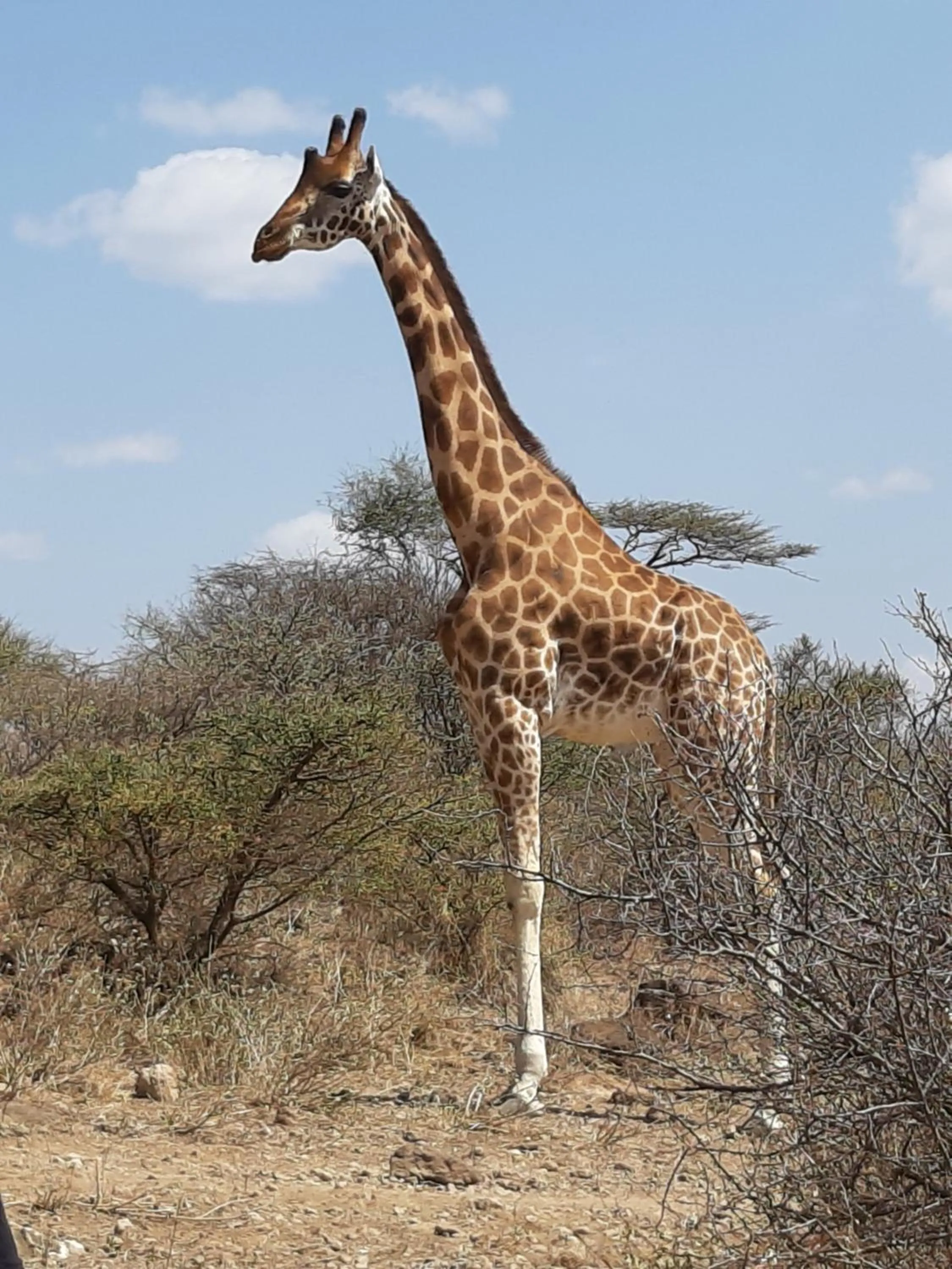 Other in Sandai Resort Lake Baringo
