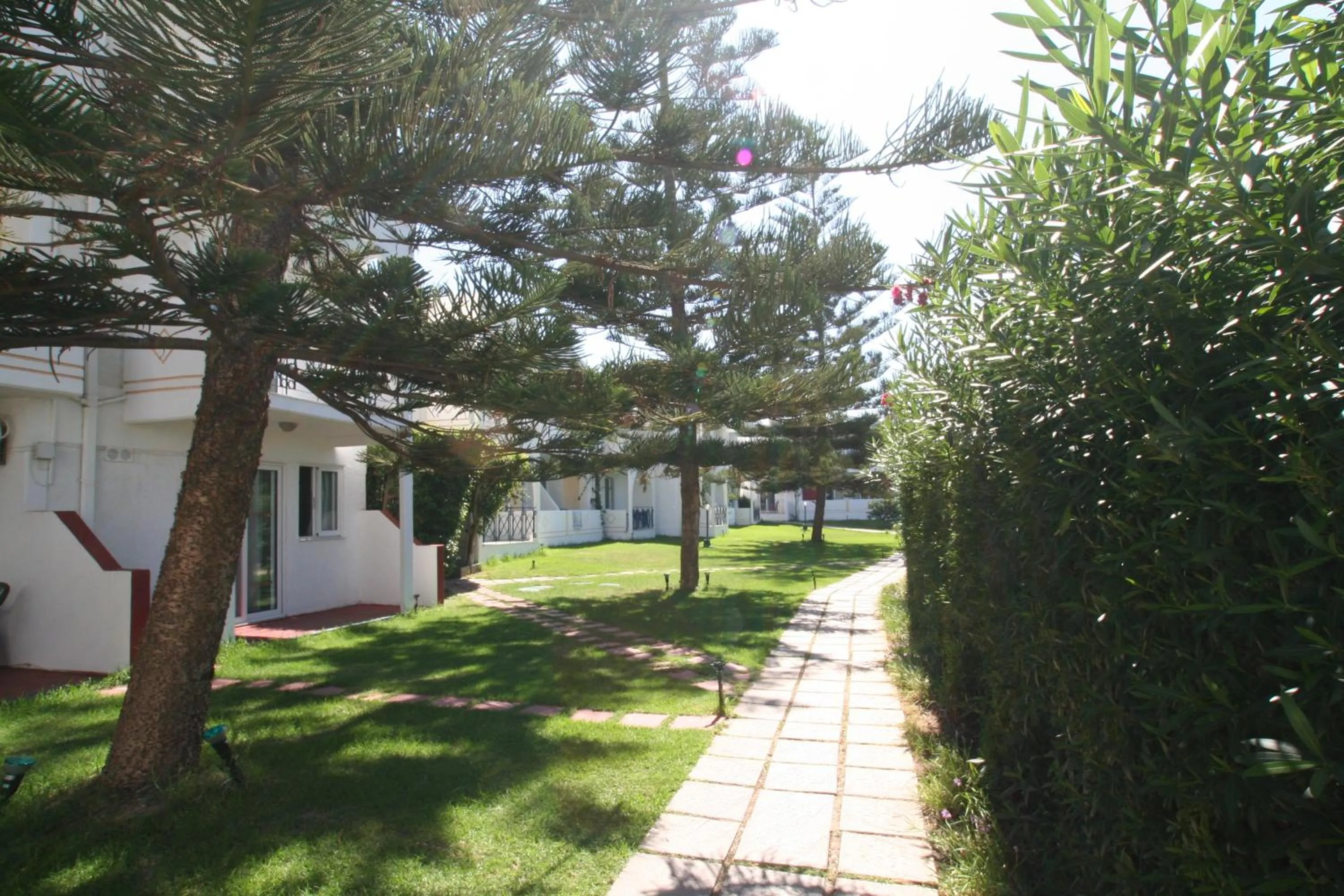 Garden in Summer Dream