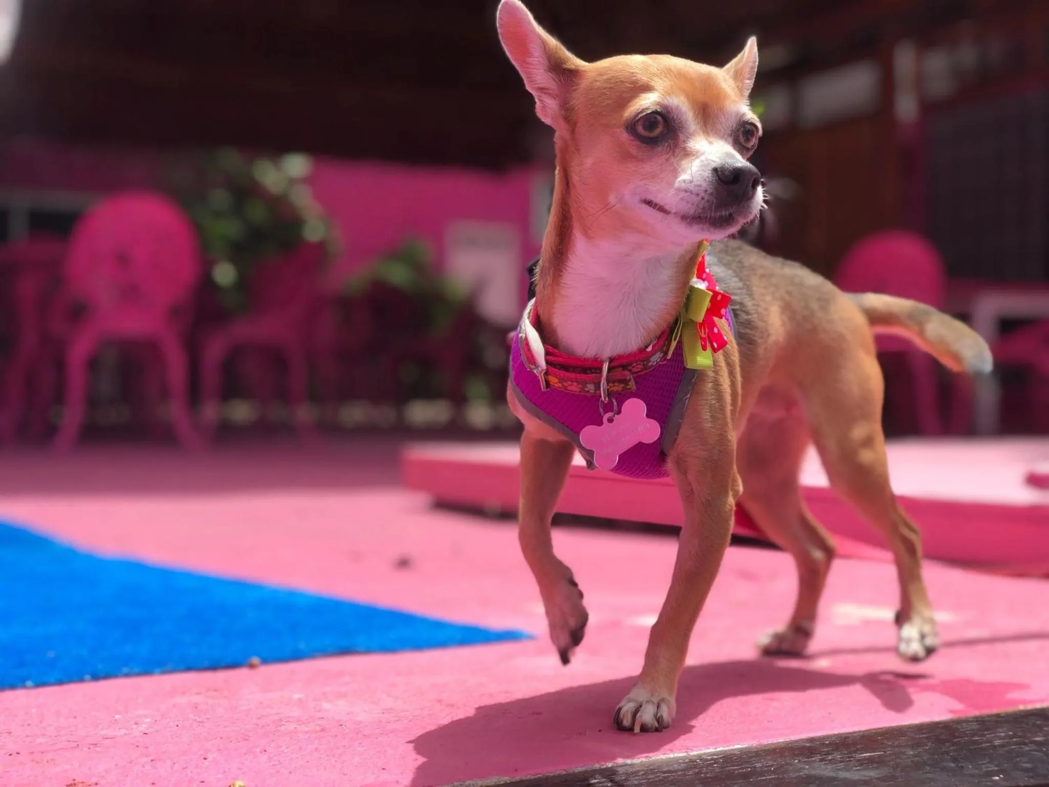 Pets in Santuario Playa