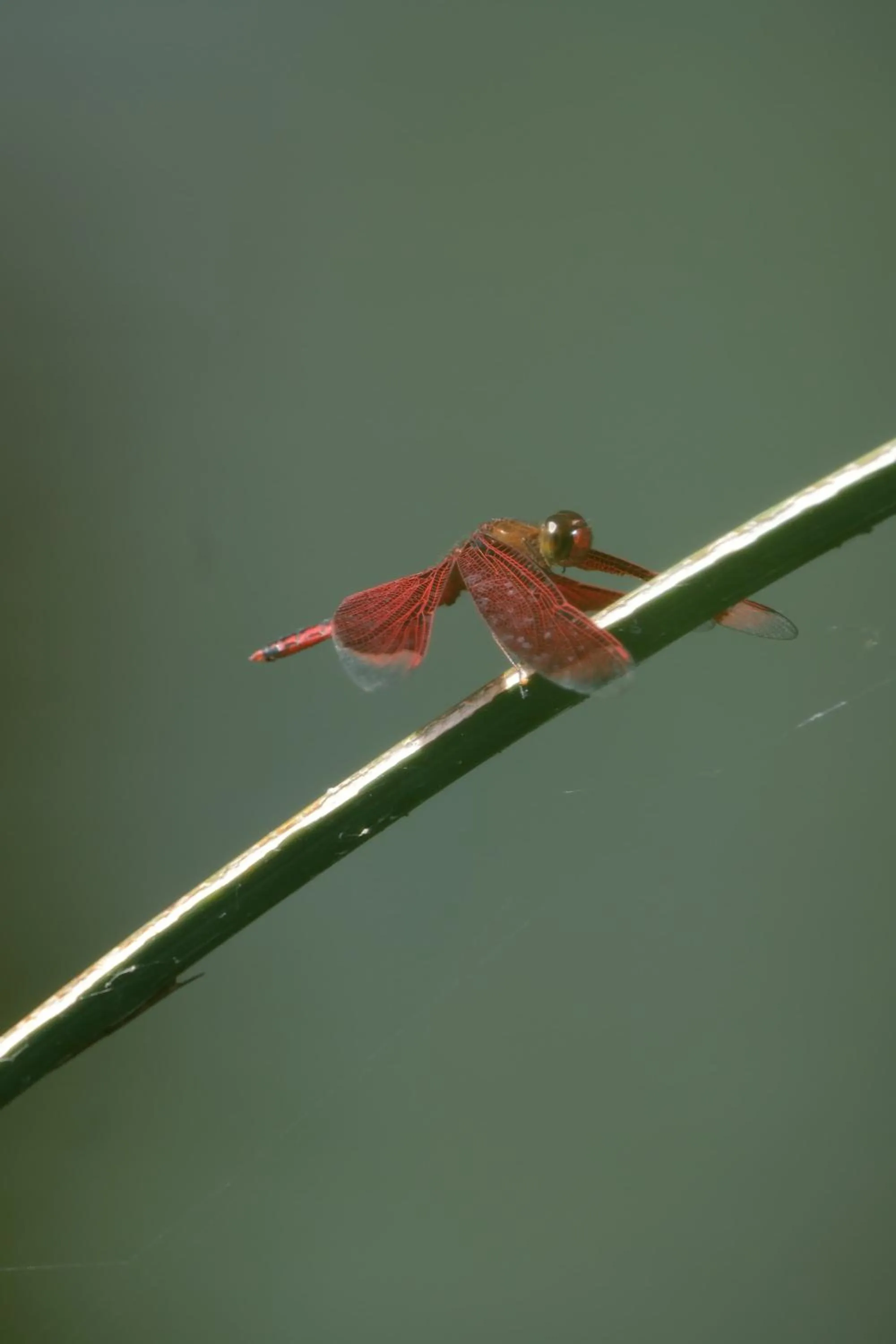 Animals in Jivana Resort